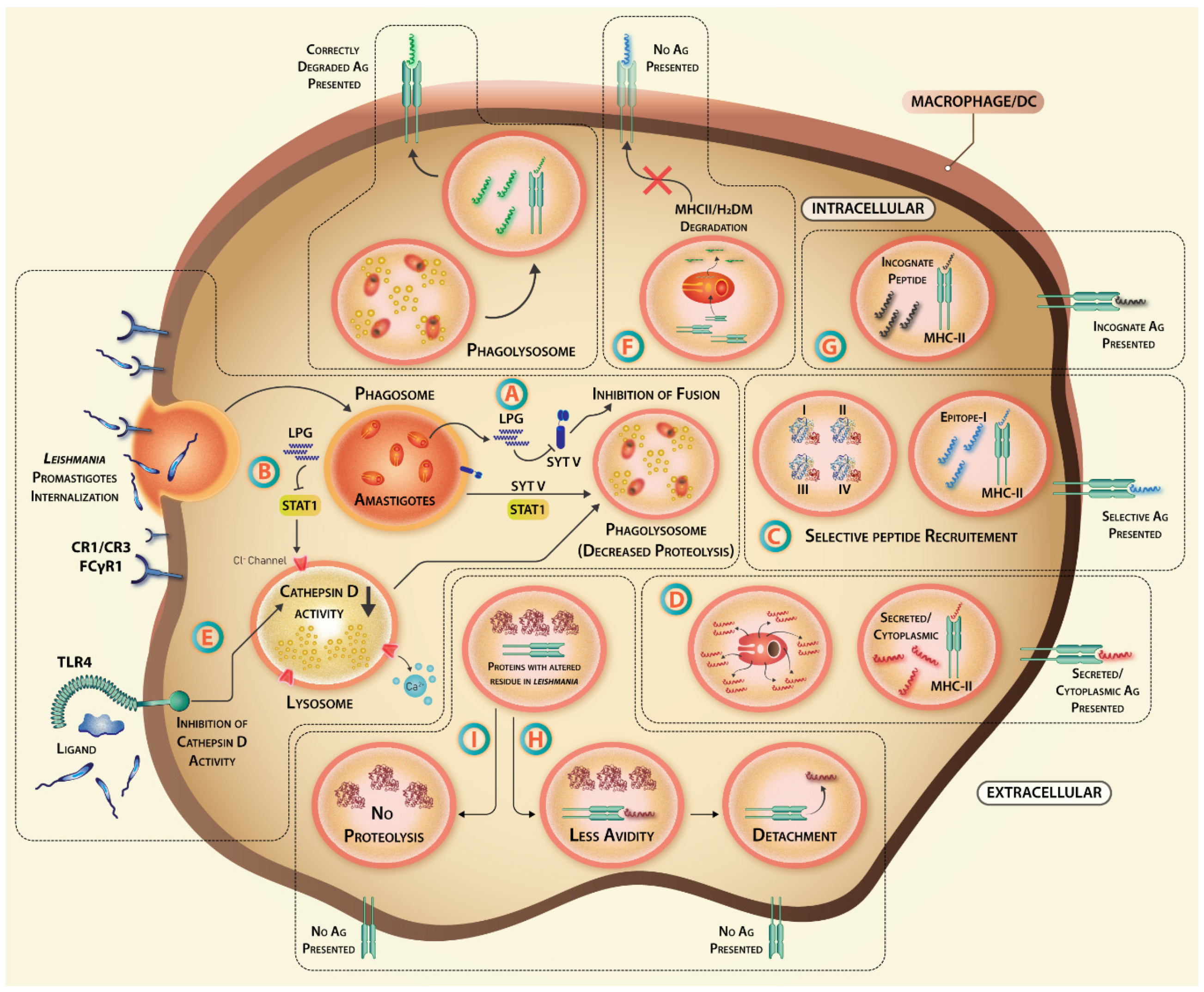 Vaccines 07 00156 g003