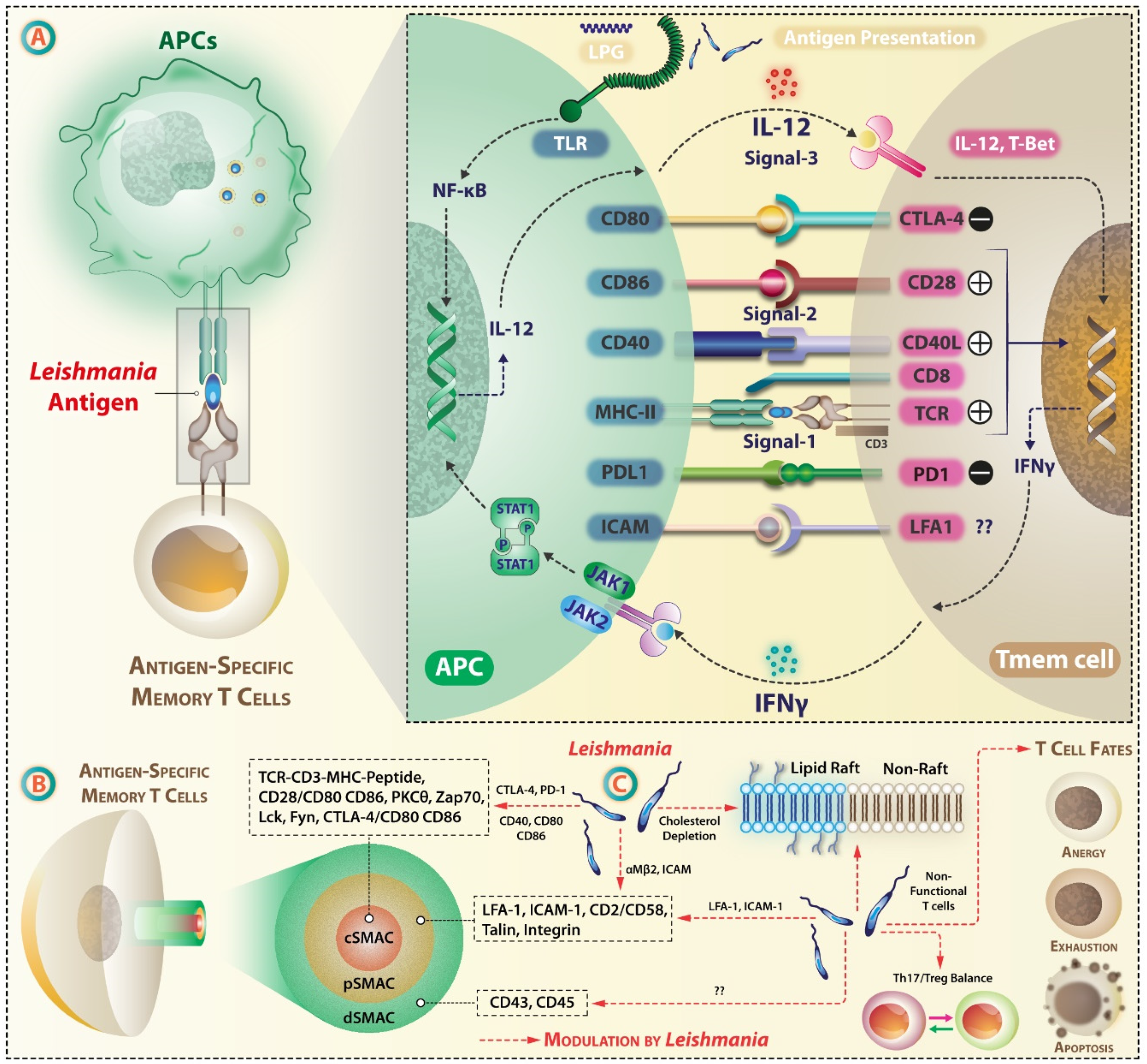 Vaccines 07 00156 g004