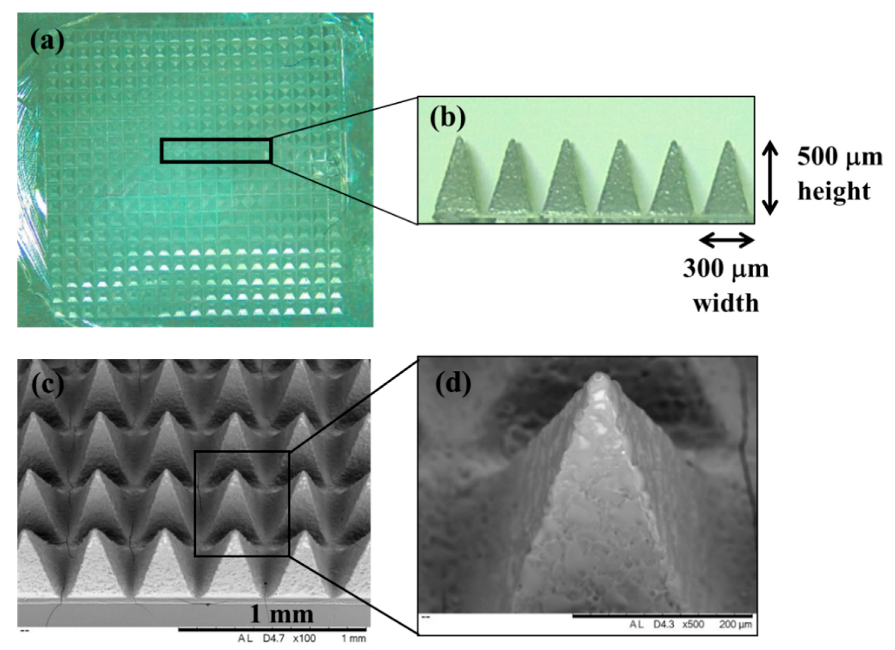 Vaccines 07 00159 g001