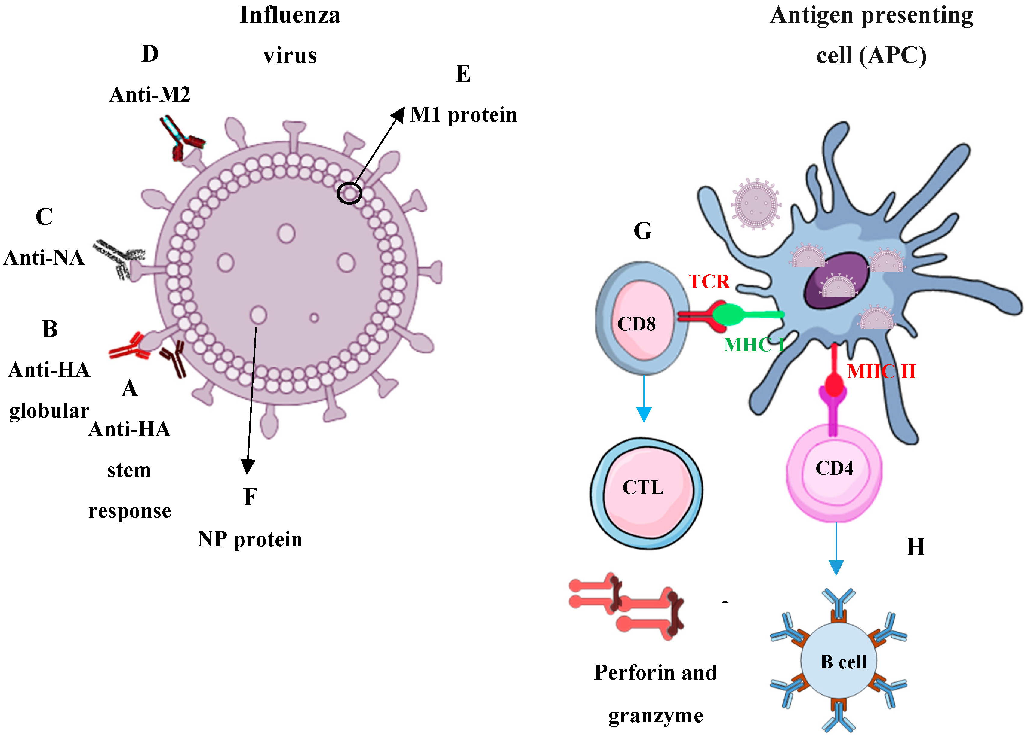 Vaccines 07 00169 g001