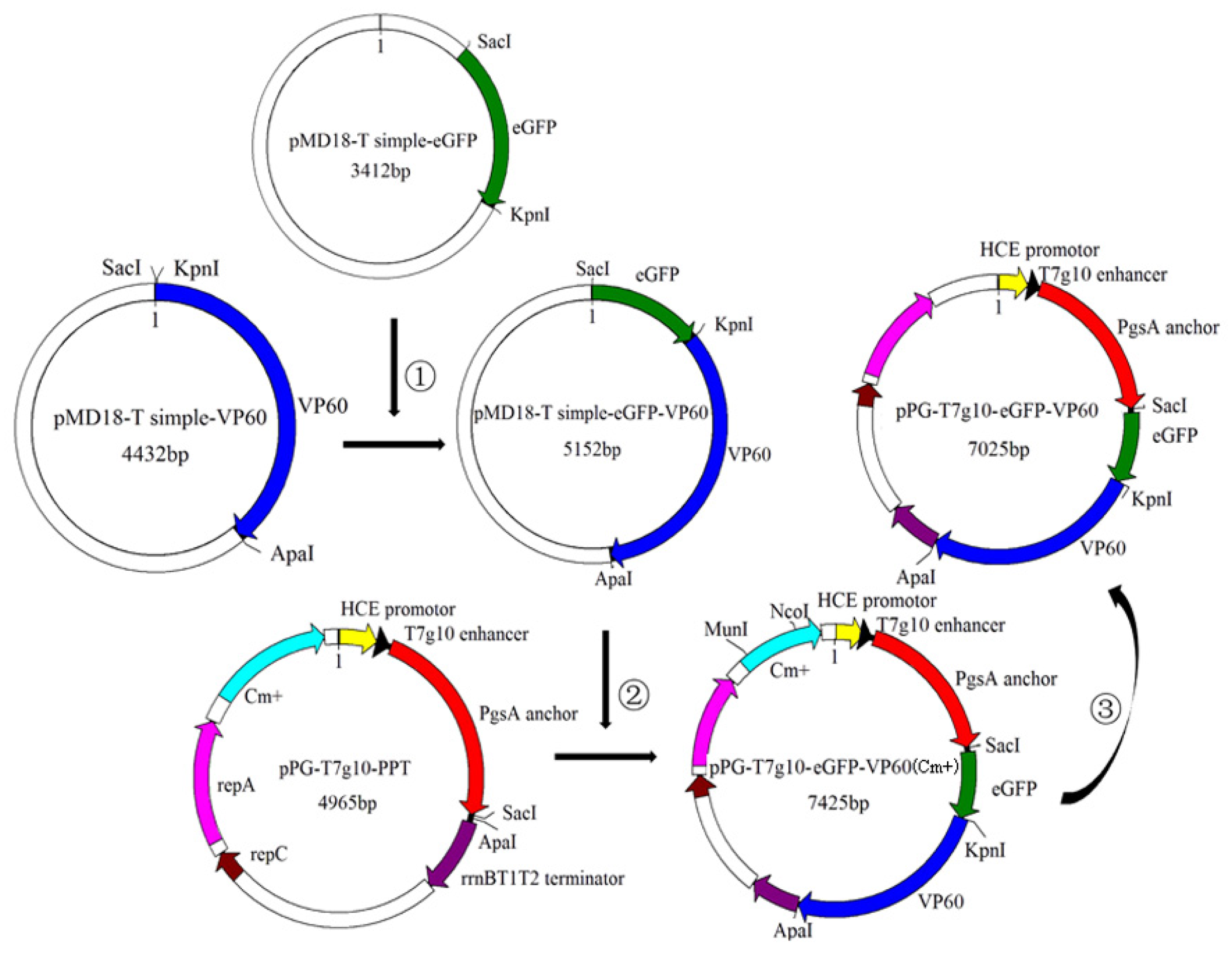 Vaccines 07 00172 g001