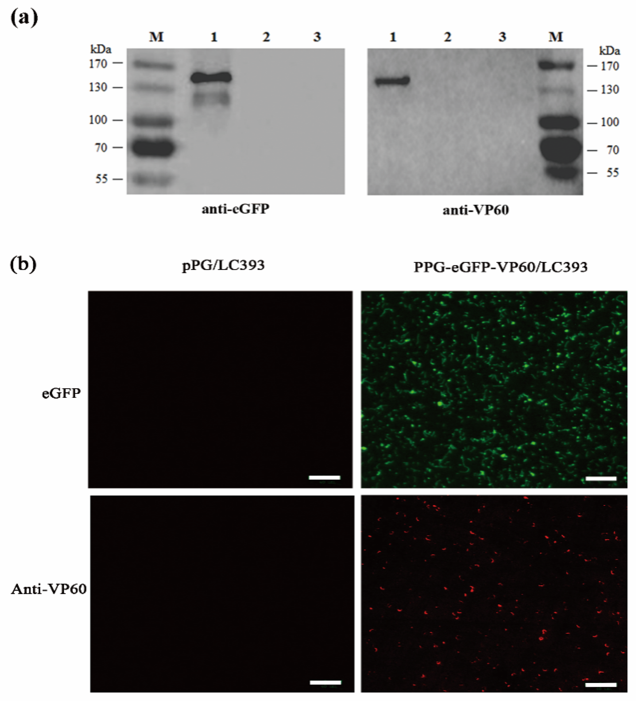 Vaccines 07 00172 g004