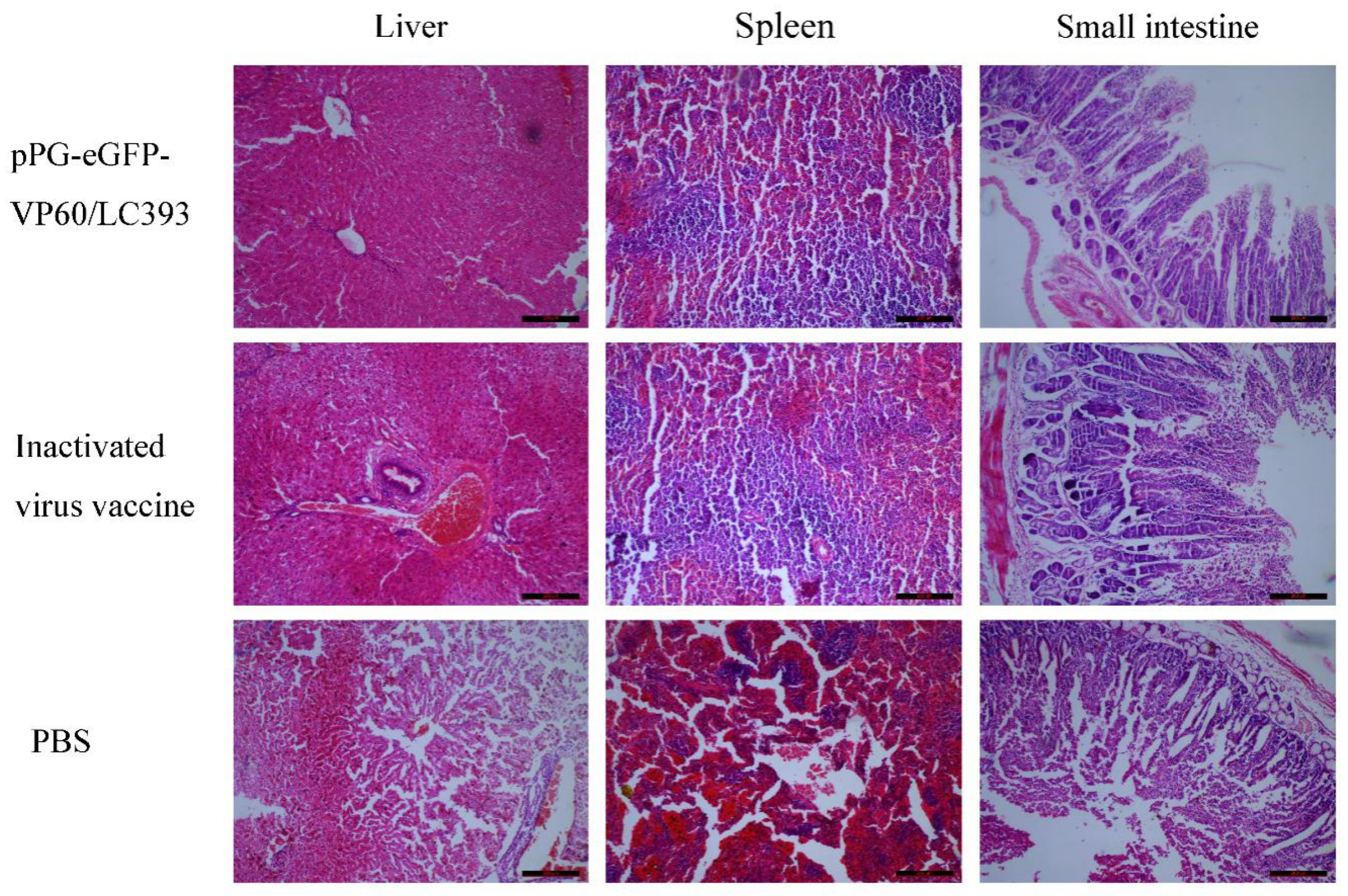 Vaccines 07 00172 g008