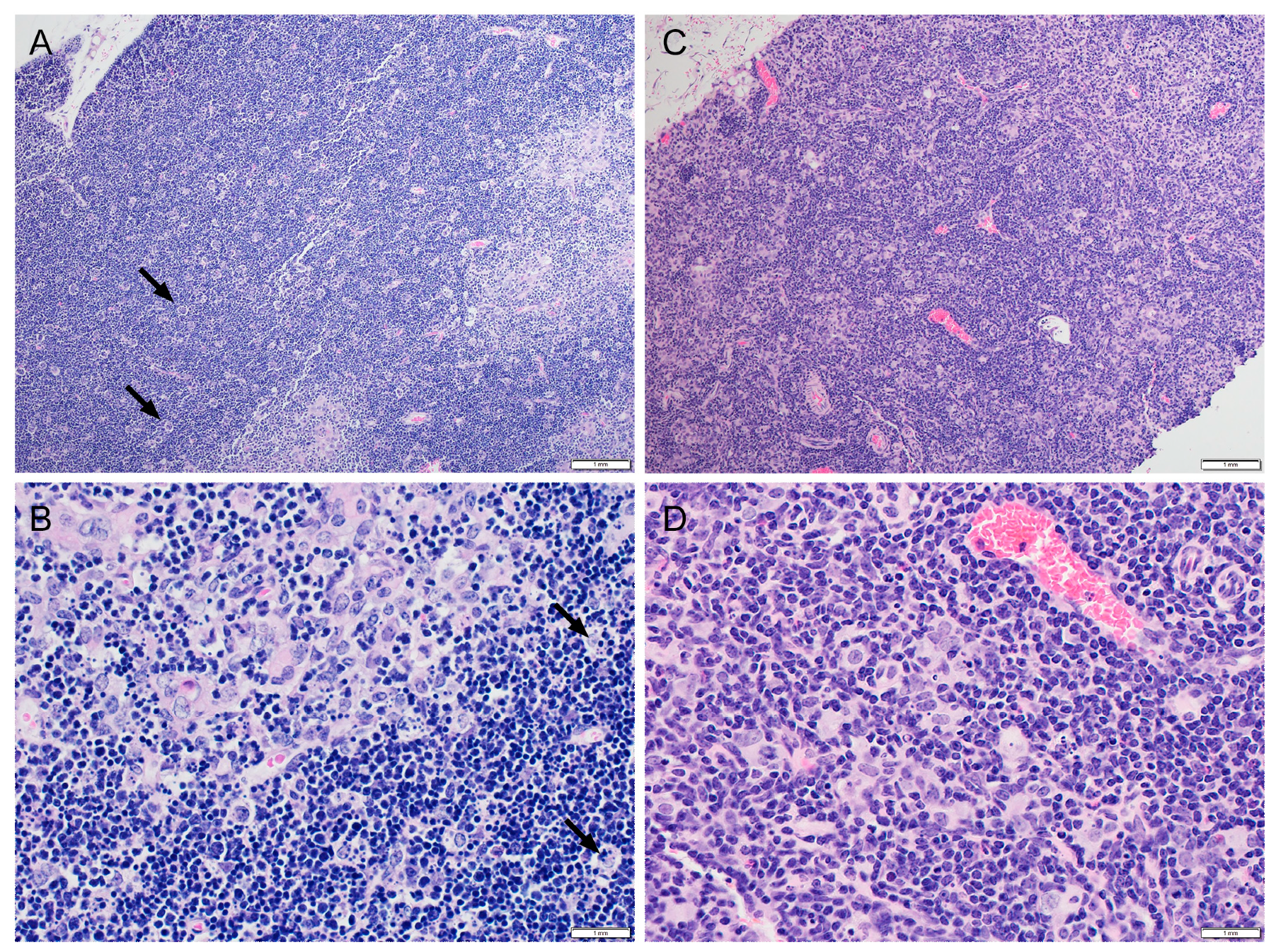 Vaccines 07 00205 g001