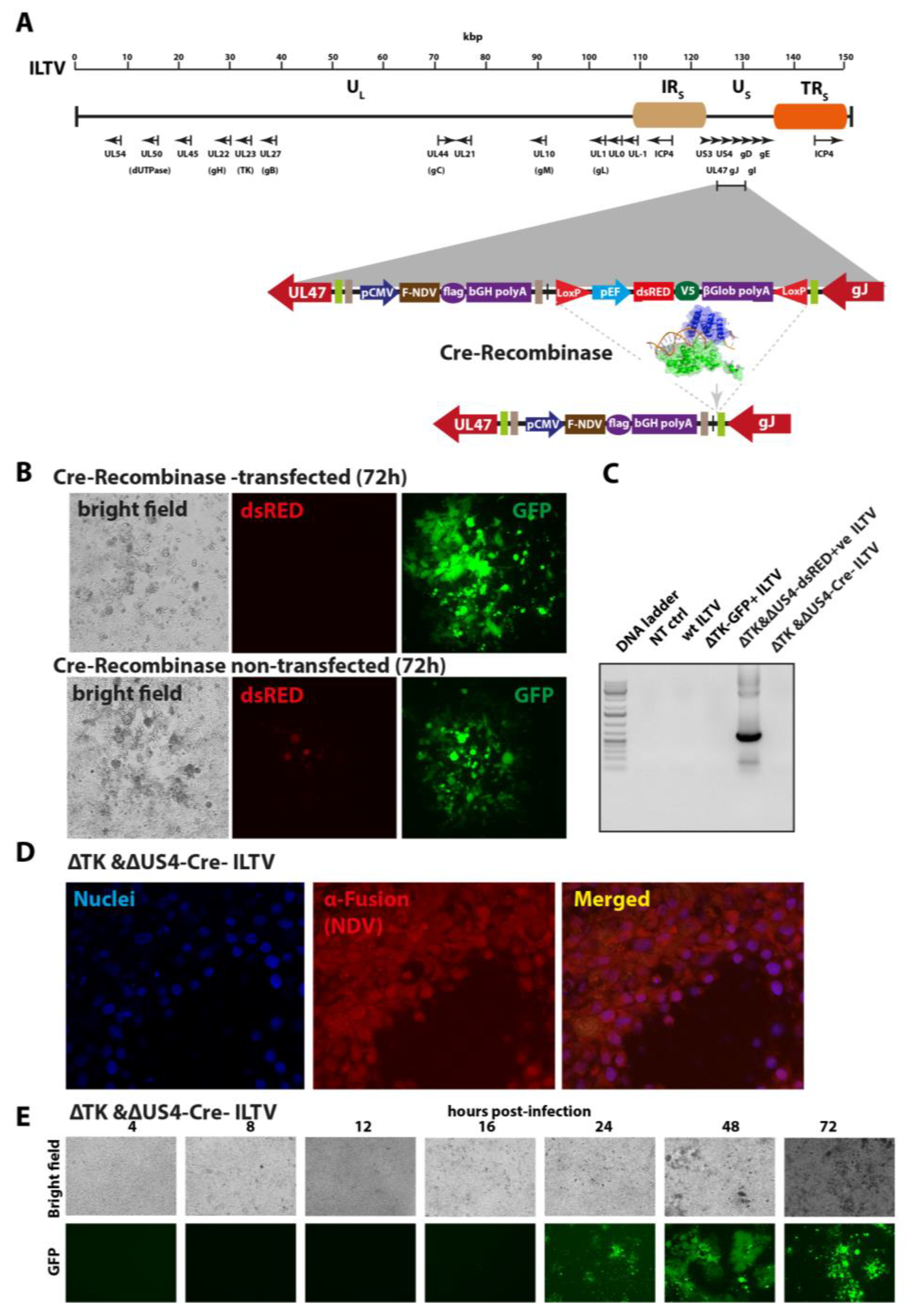 Vaccines 07 00207 g003