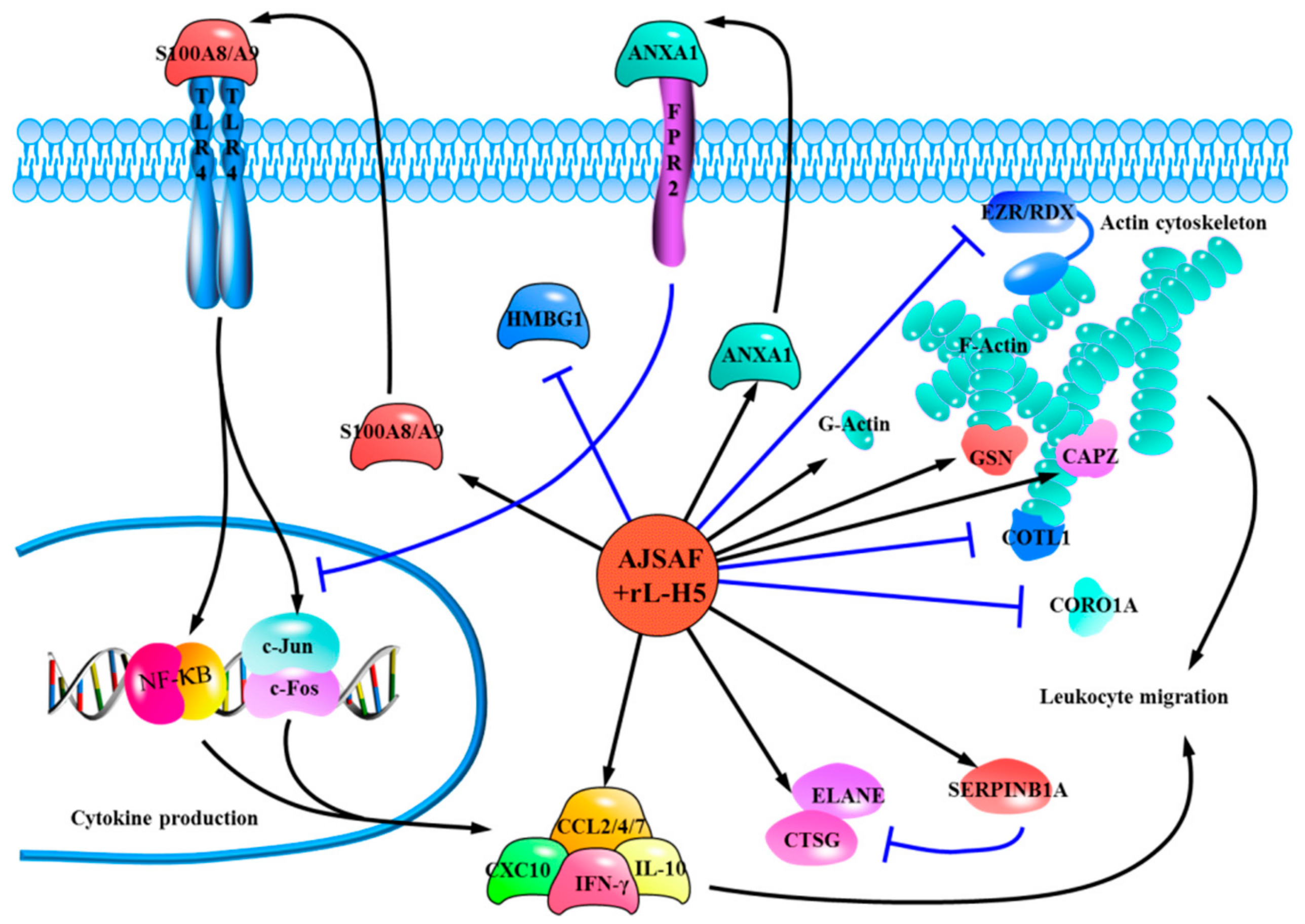 Vaccines 08 00048 g006