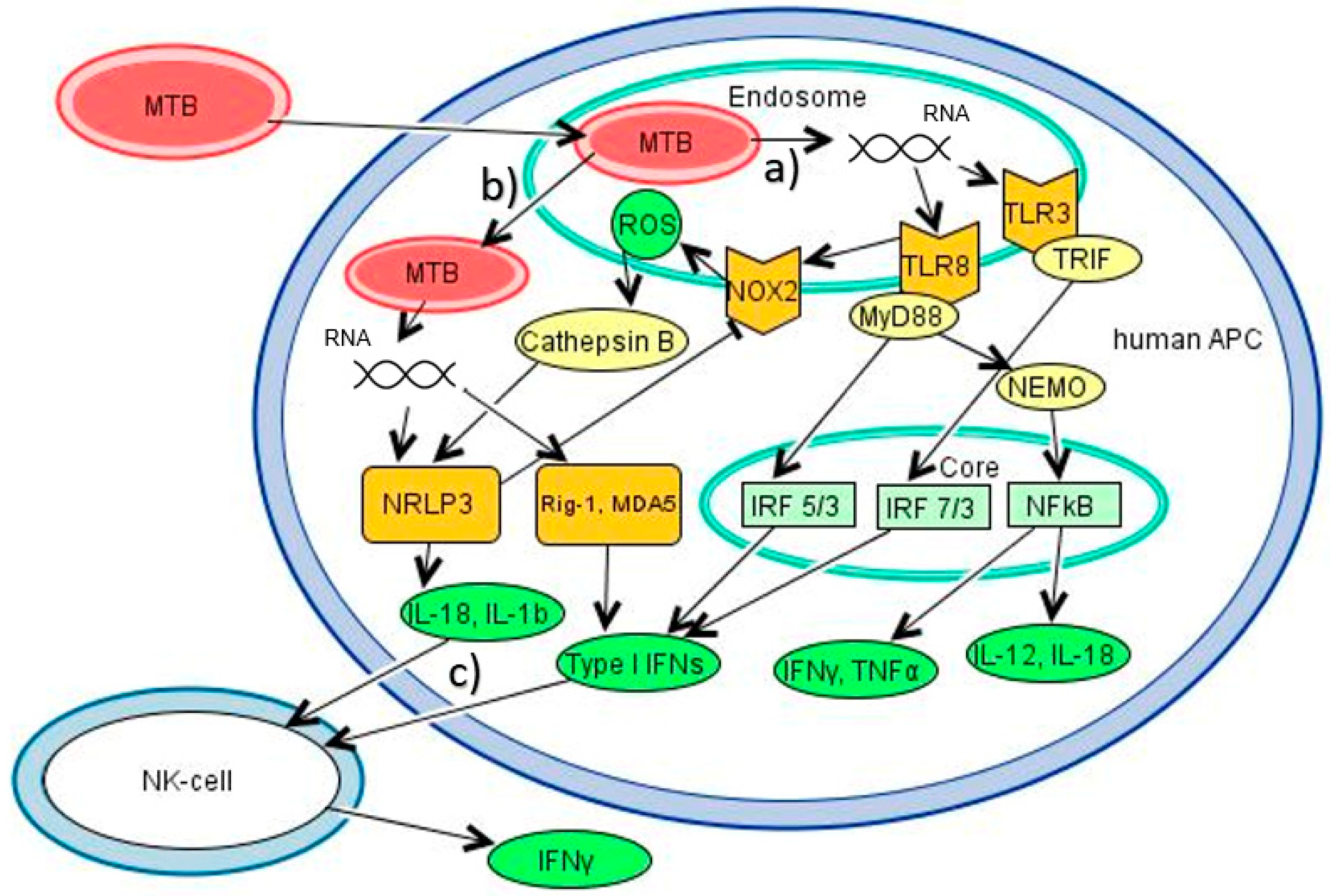 Vaccines 08 00067 g001