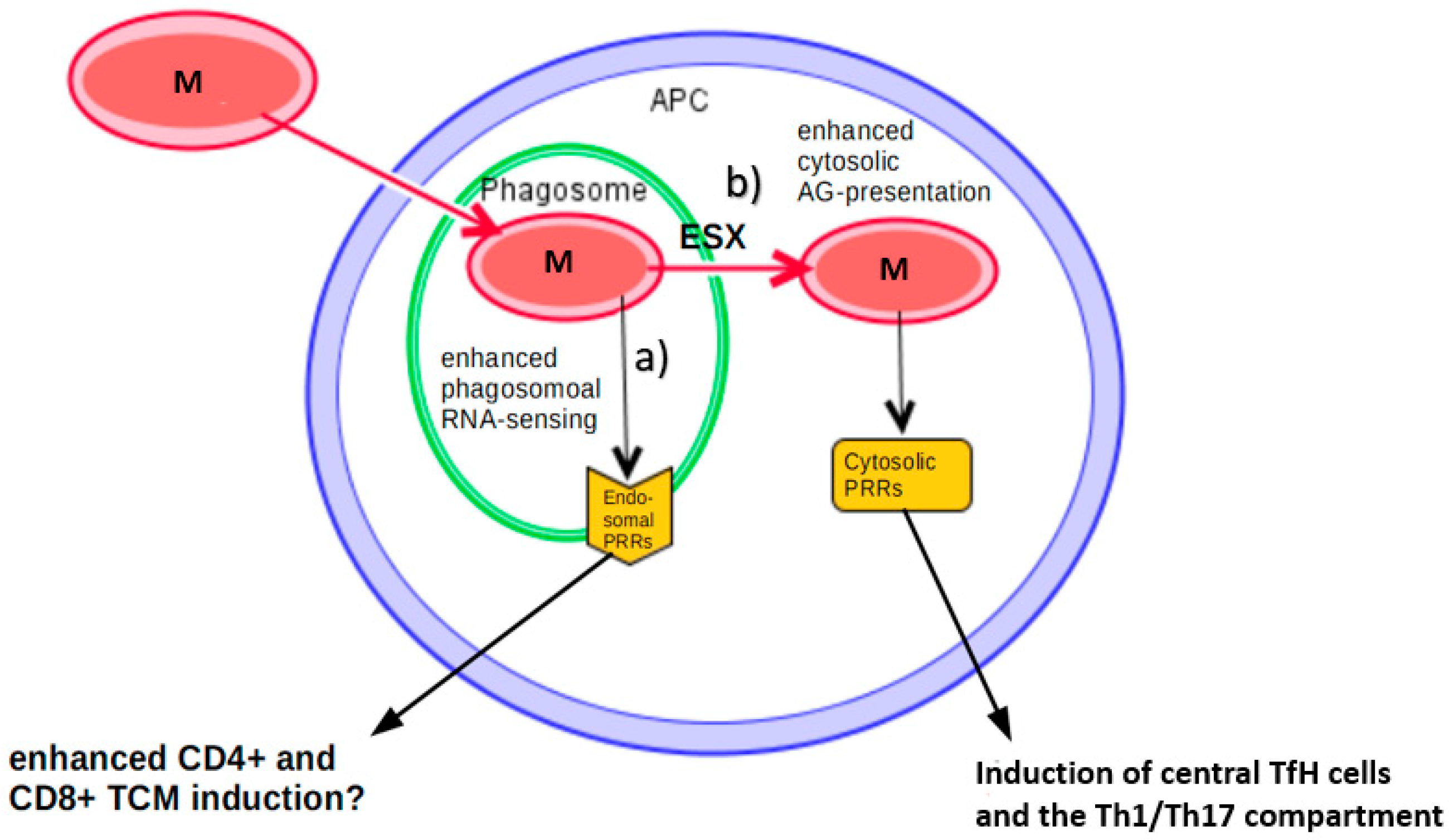 Vaccines 08 00067 g003