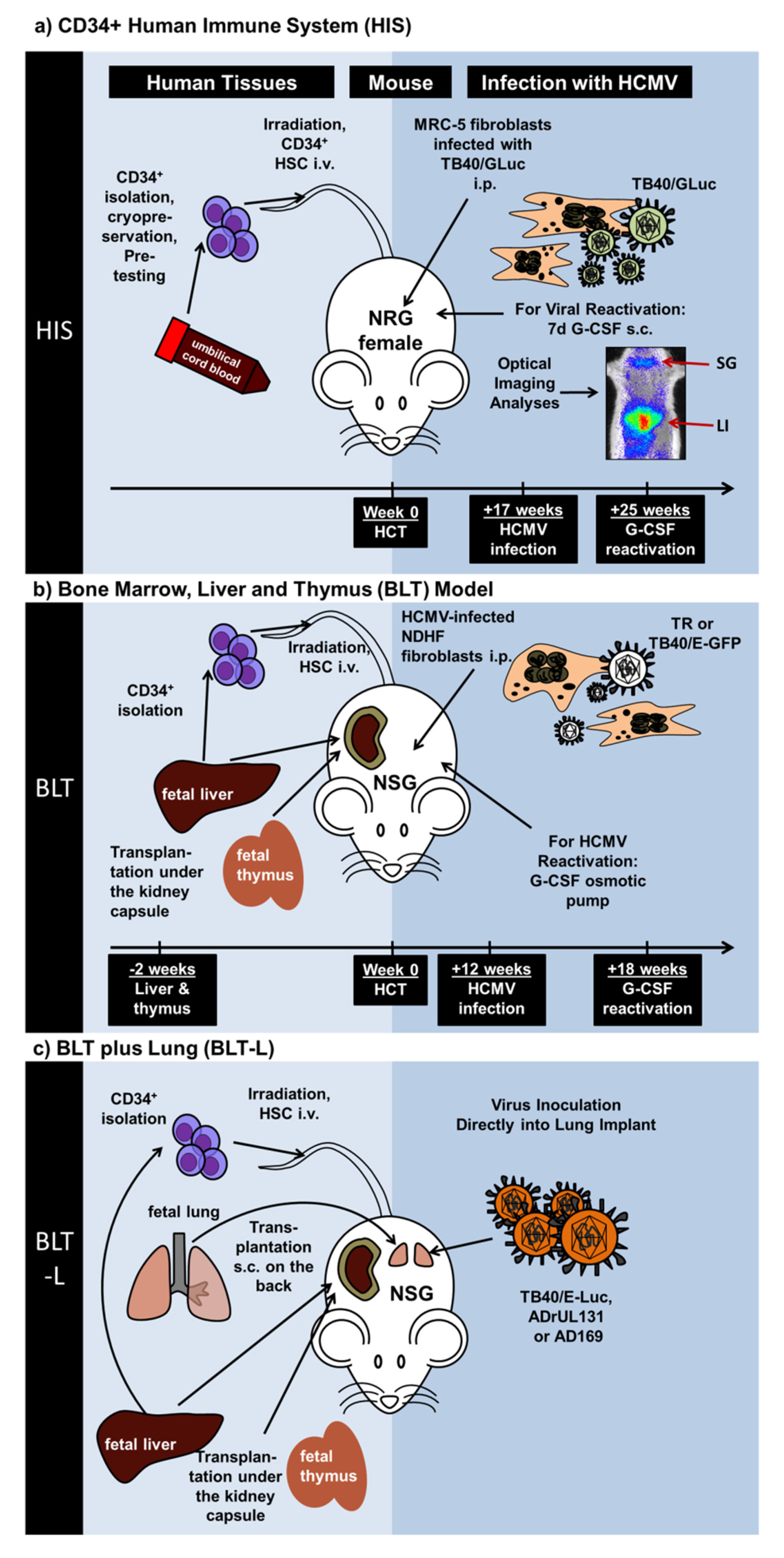 Vaccines 08 00089 g001 Vaccines 08 00089 g001