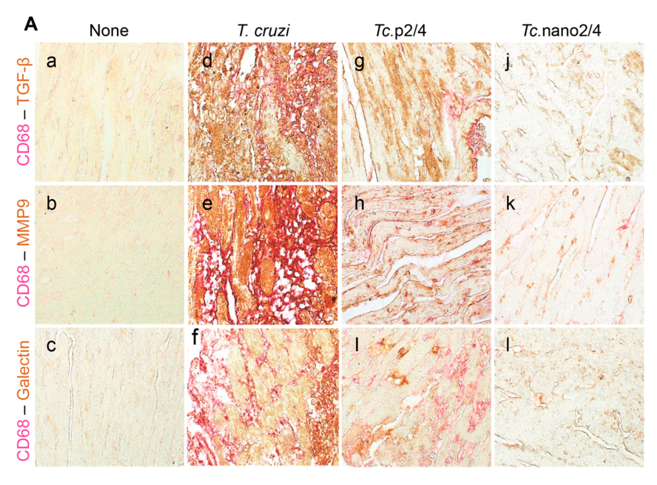 Vaccines 08 00096 g006a