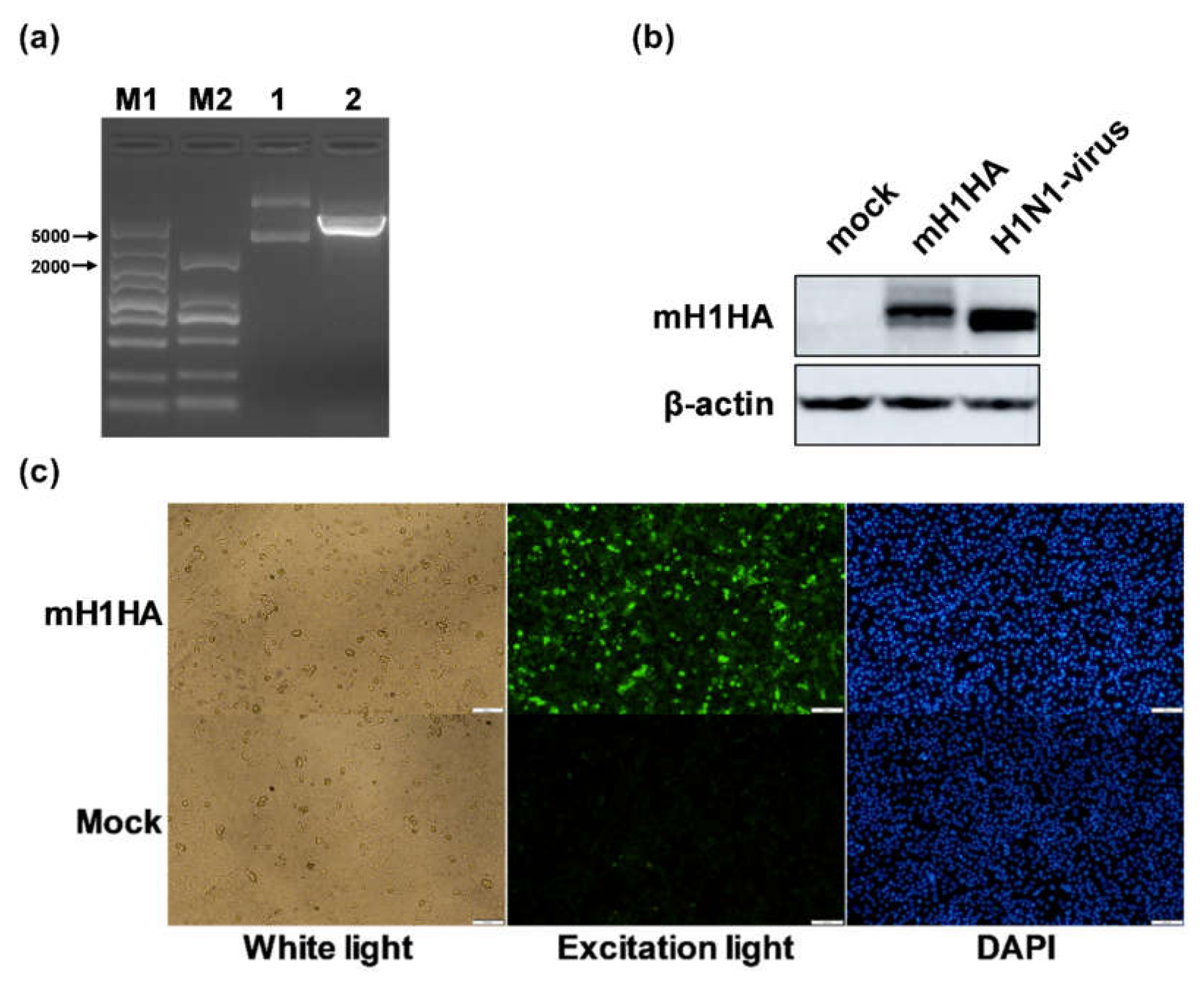 Vaccines 08 00123 g004