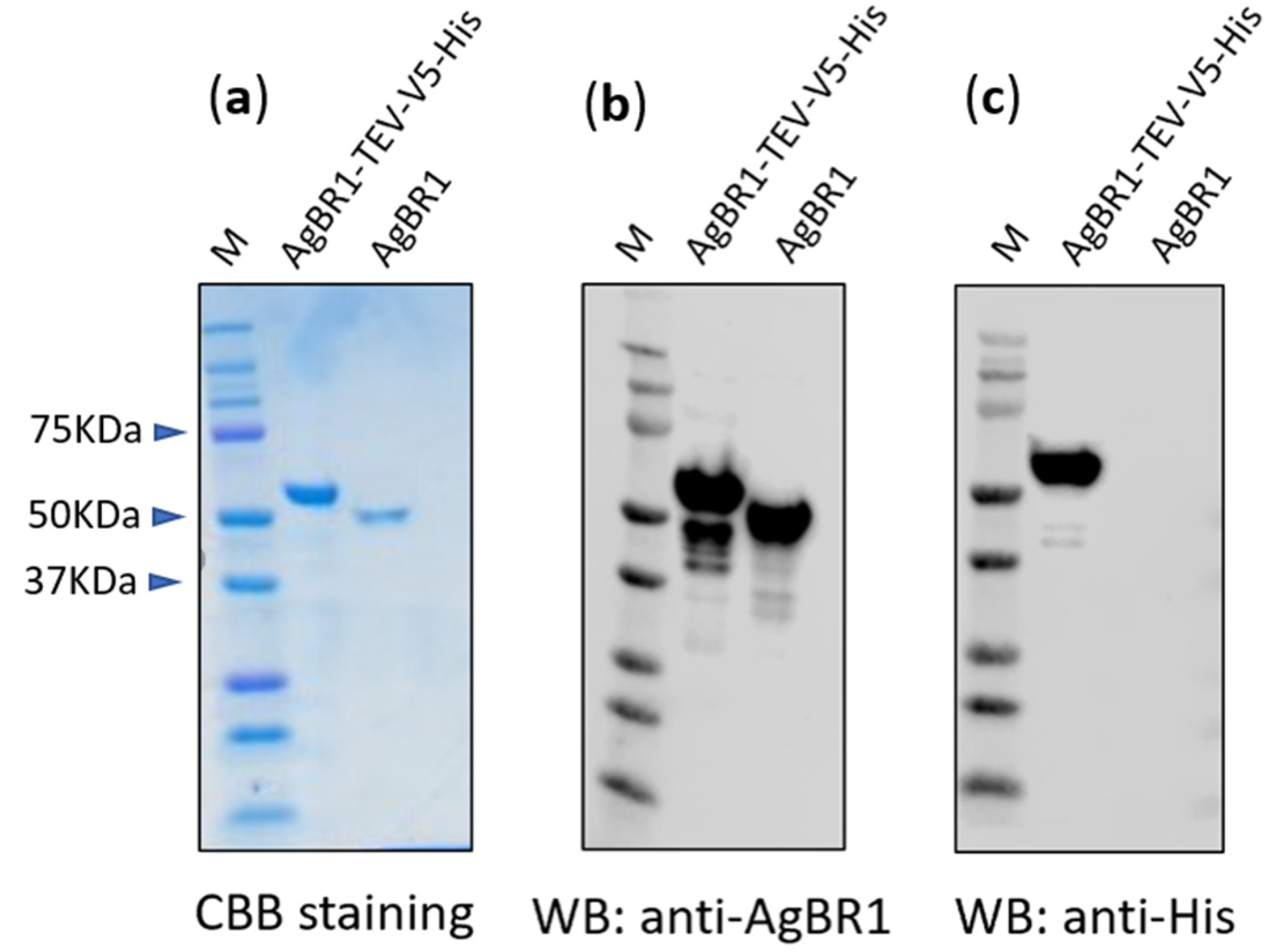 Vaccines 08 00145 g001