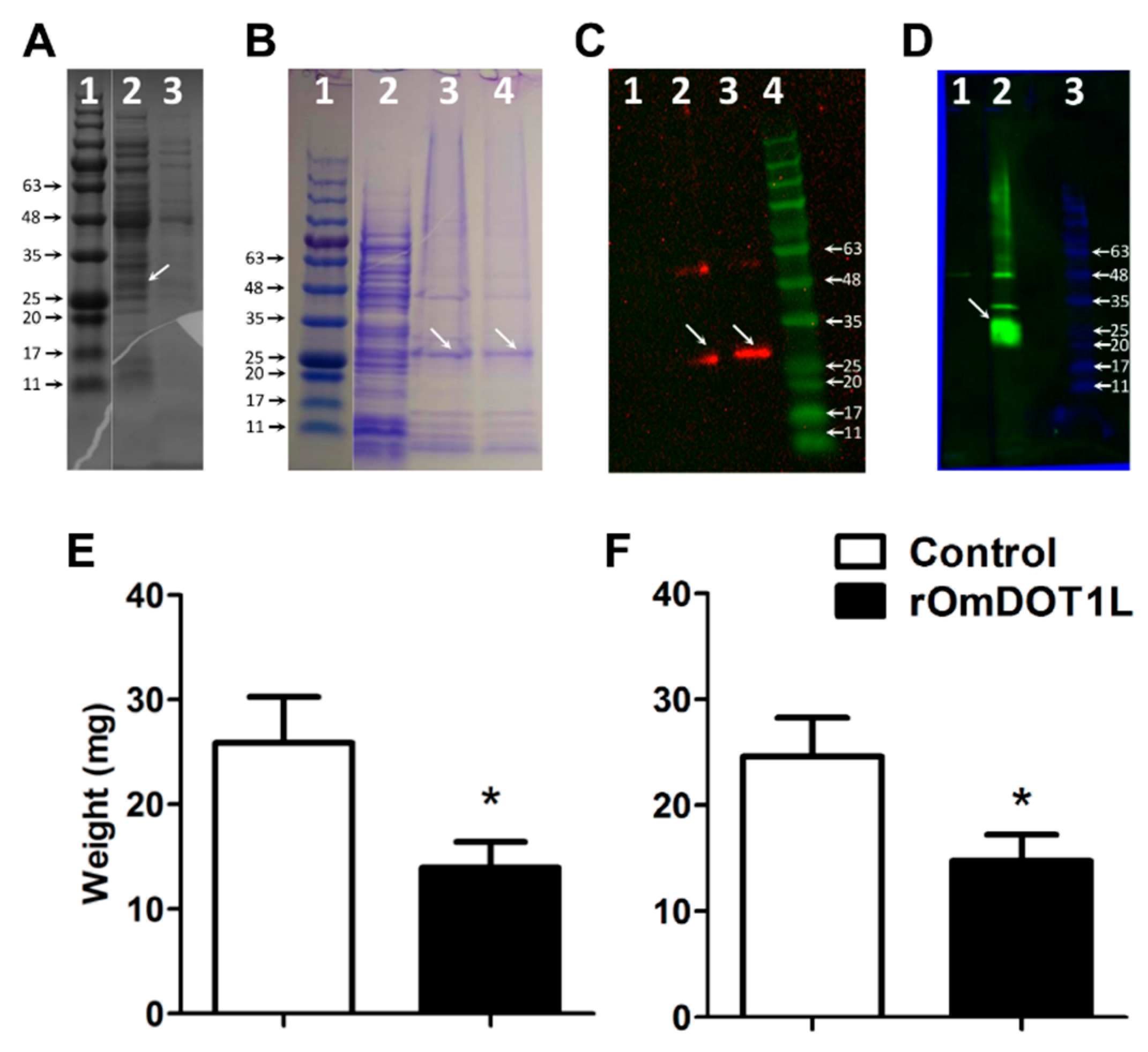 Vaccines 08 00157 g004