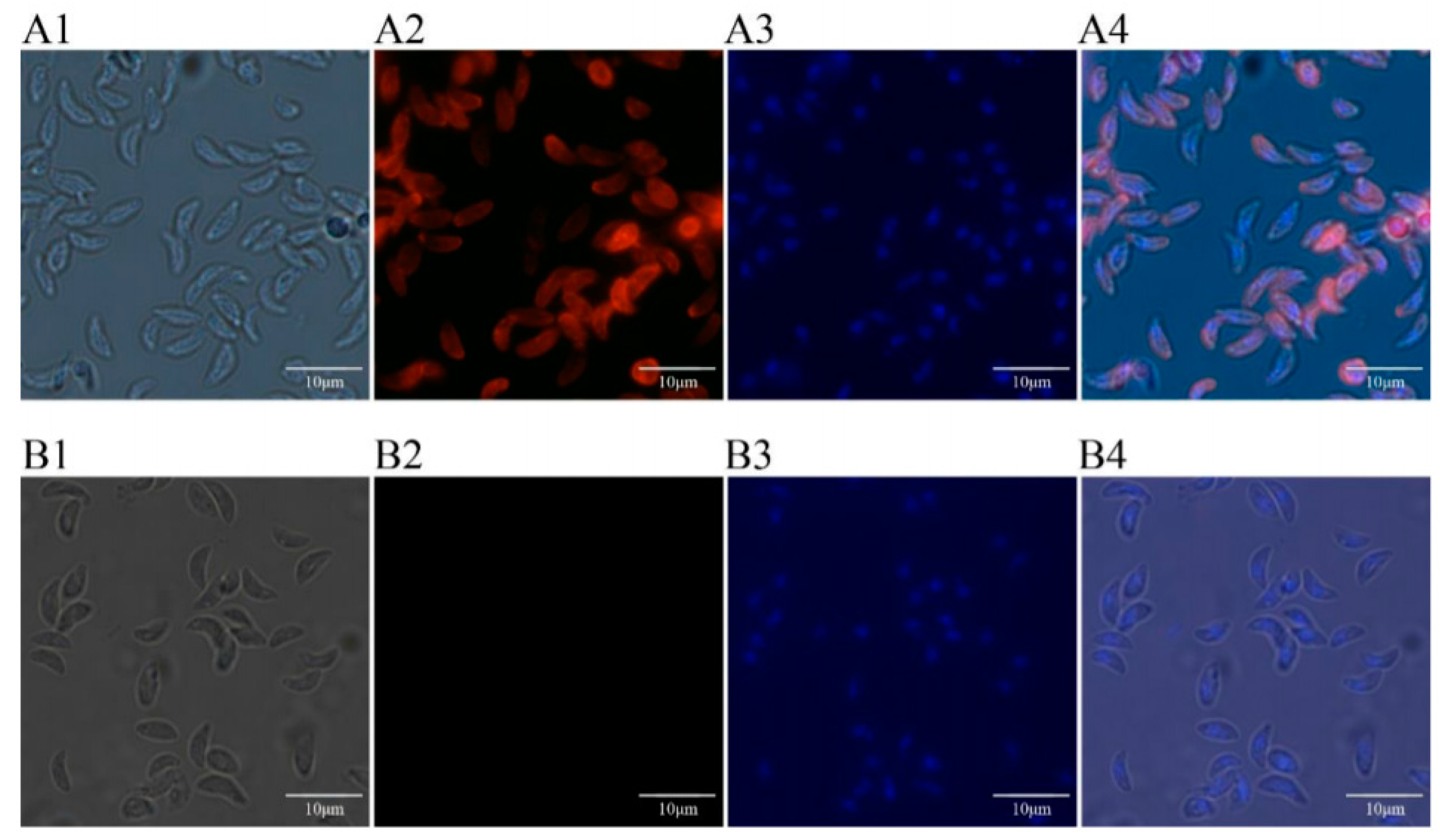 Vaccines 08 00158 g004