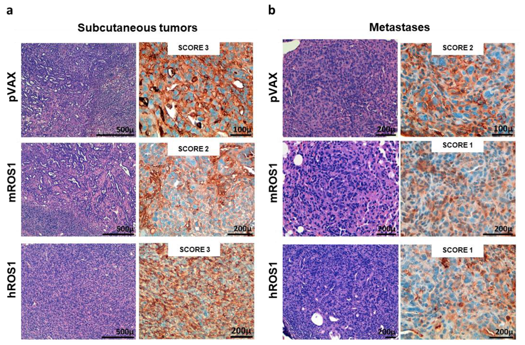 Vaccines 08 00166 g005