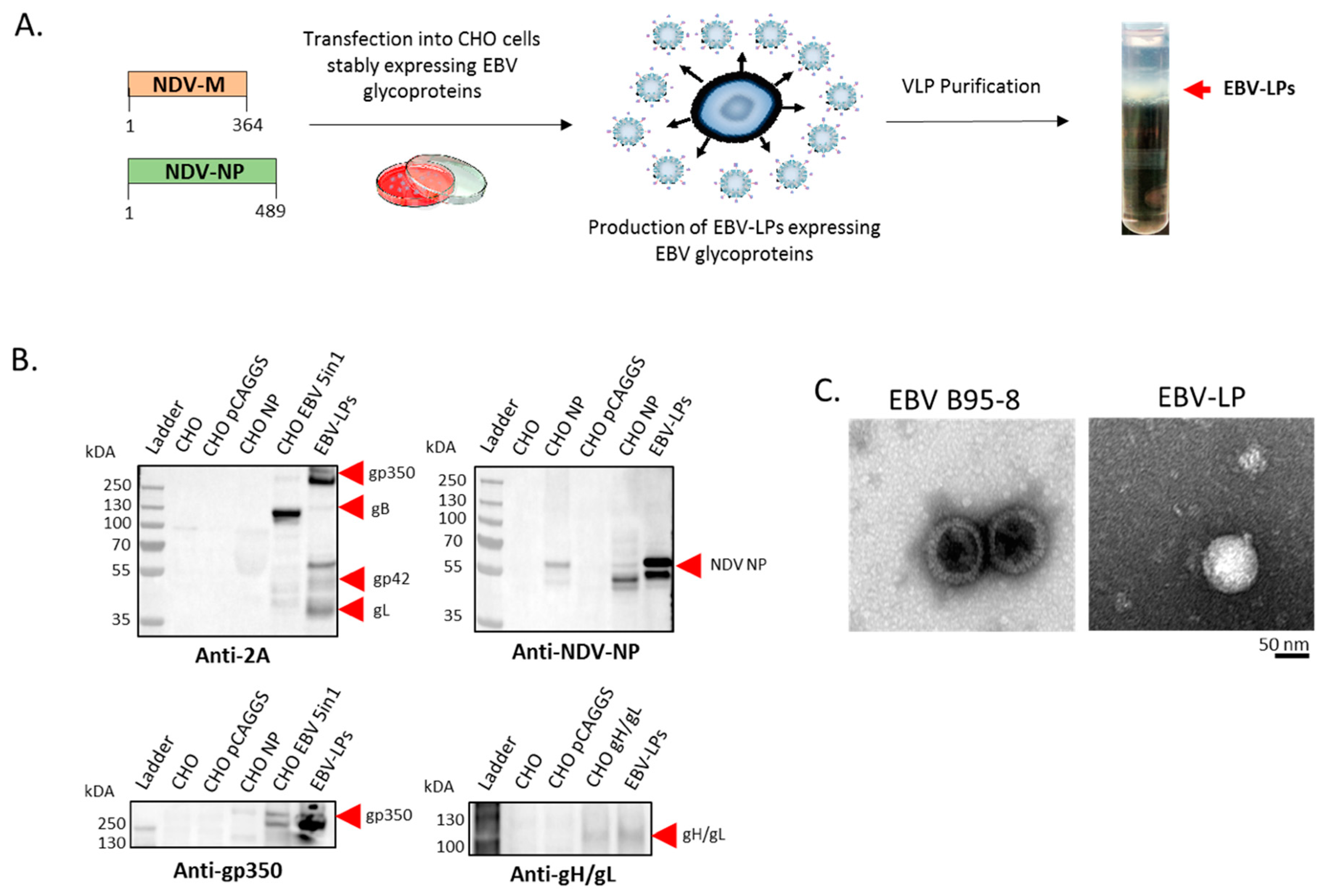 Vaccines 08 00169 g002