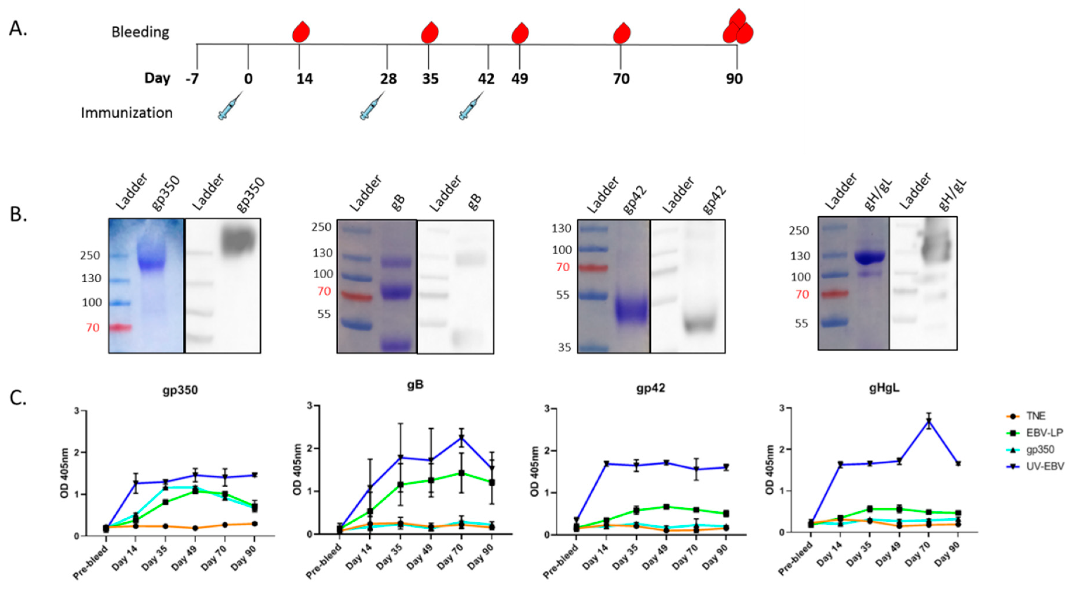 Vaccines 08 00169 g003