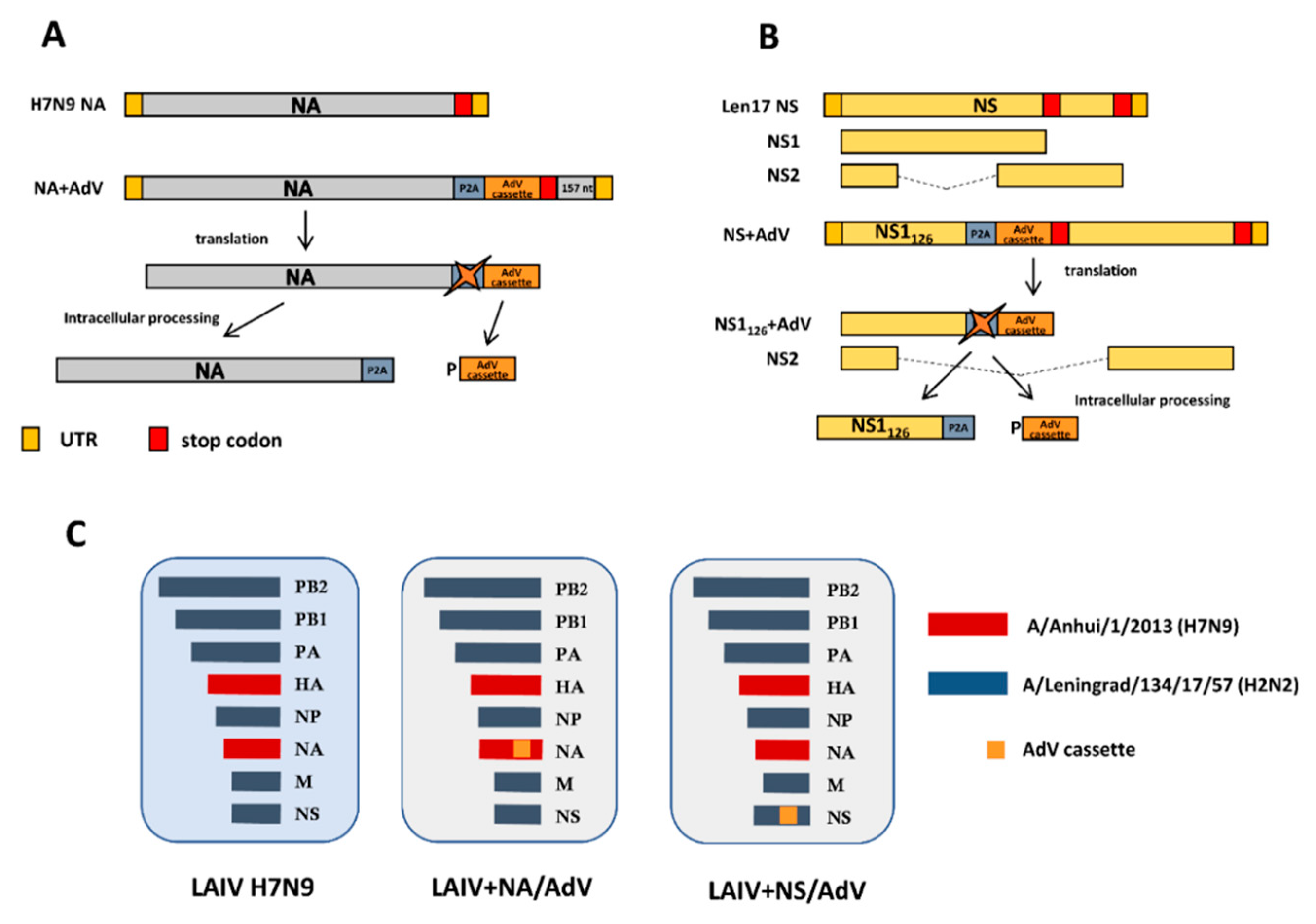 Vaccines 08 00196 g003
