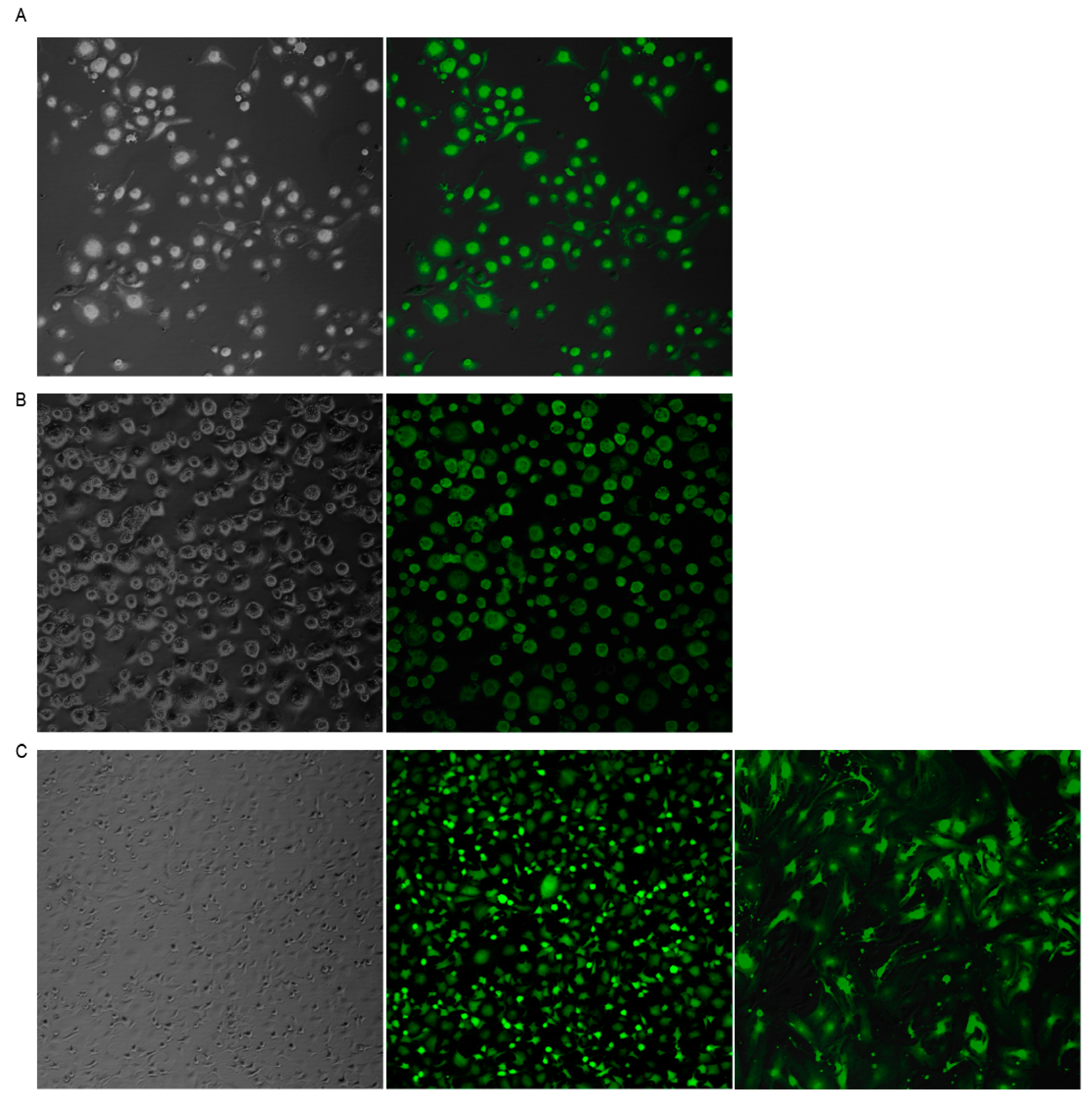 Vaccines 08 00206 g001