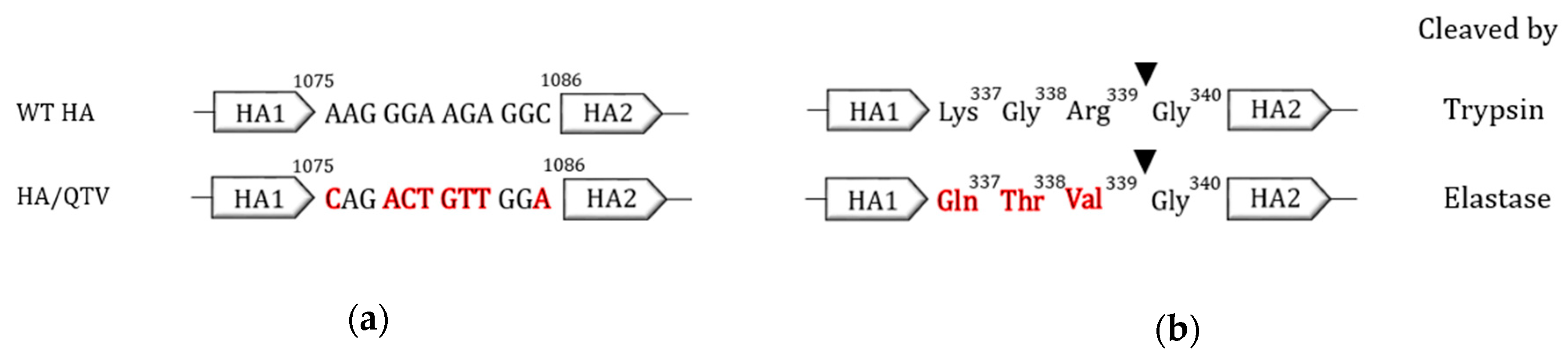 Vaccines 08 00207 g001