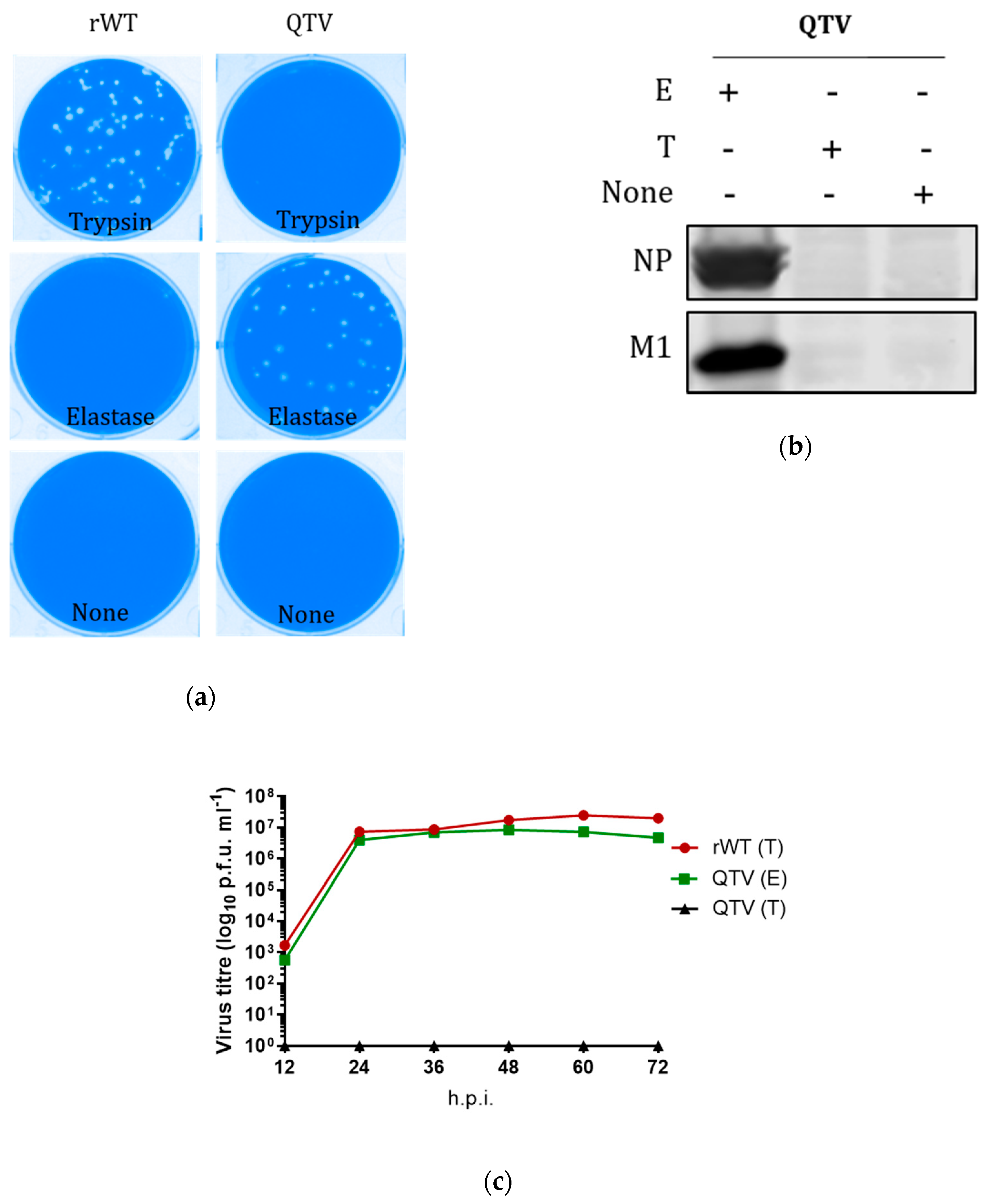 Vaccines 08 00207 g002