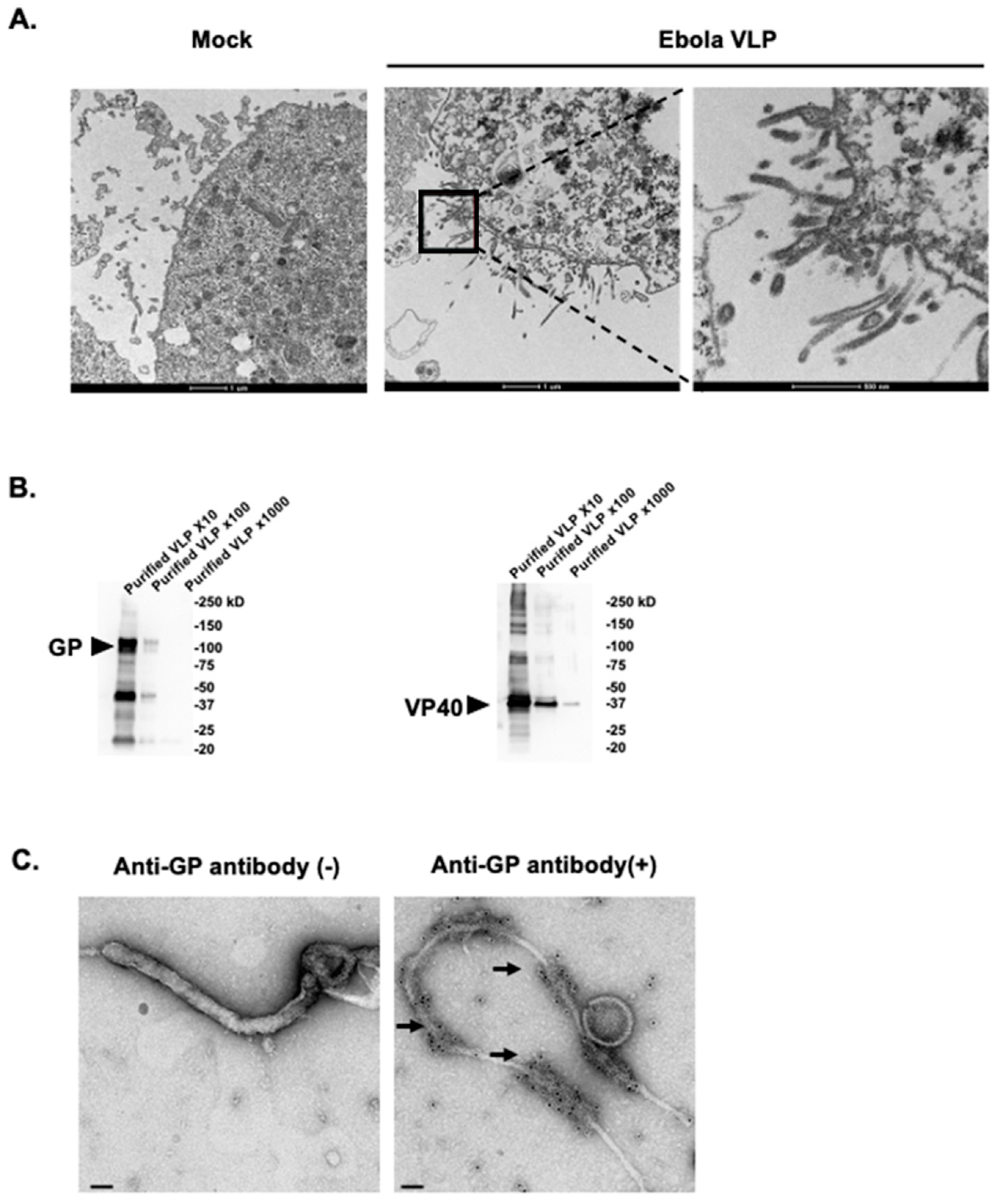 Vaccines 08 00215 g001 Vaccines 08 00215 g001