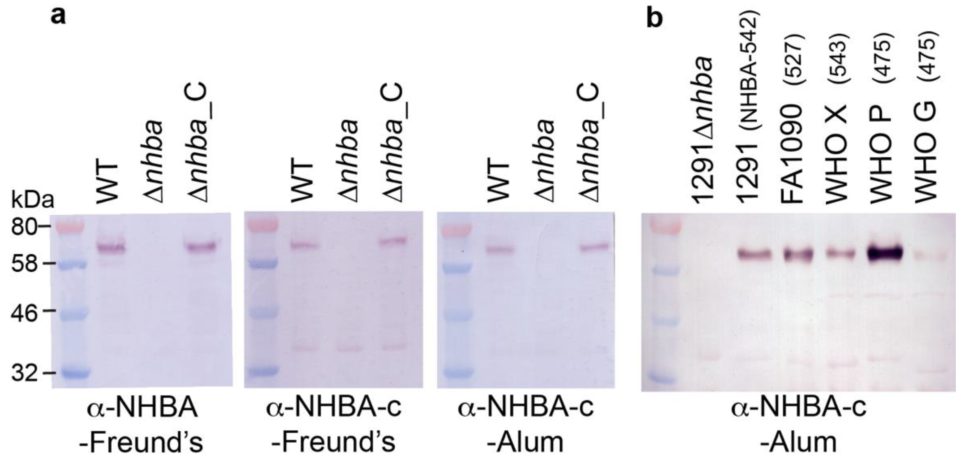 Vaccines 08 00219 g002