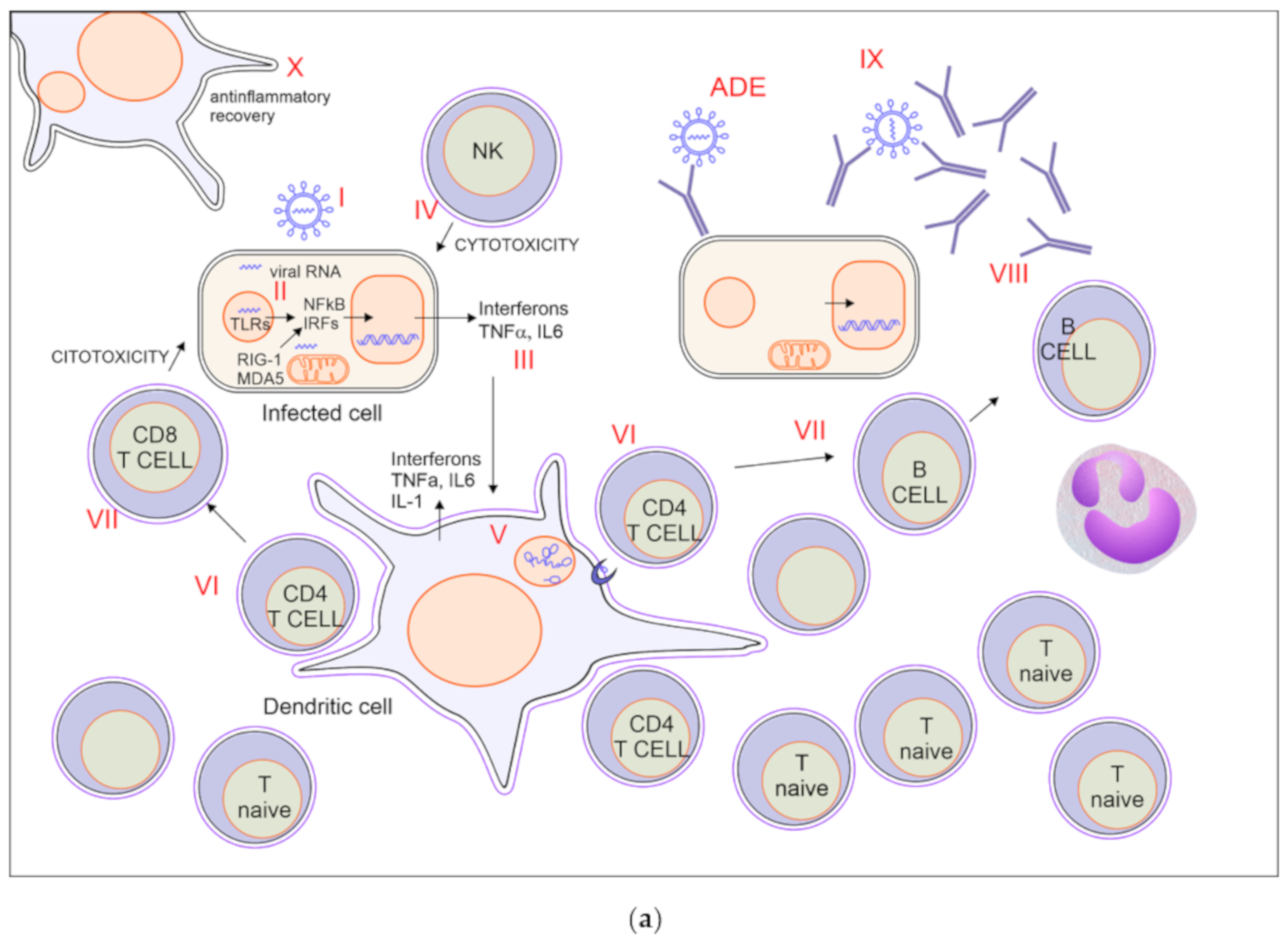 Vaccines 08 00224 g001a