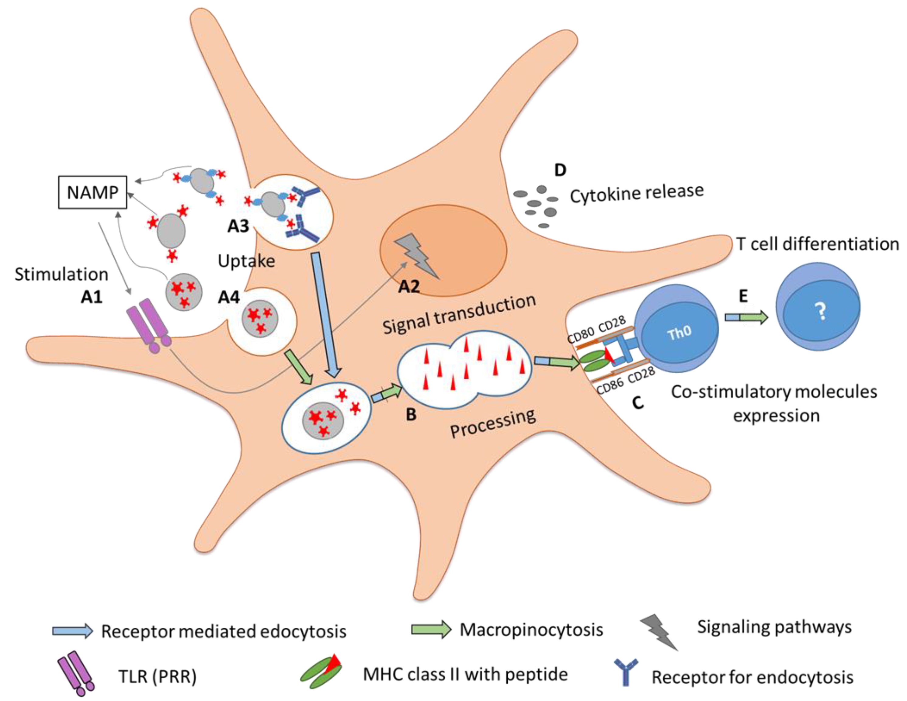 Vaccines 08 00237 g004
