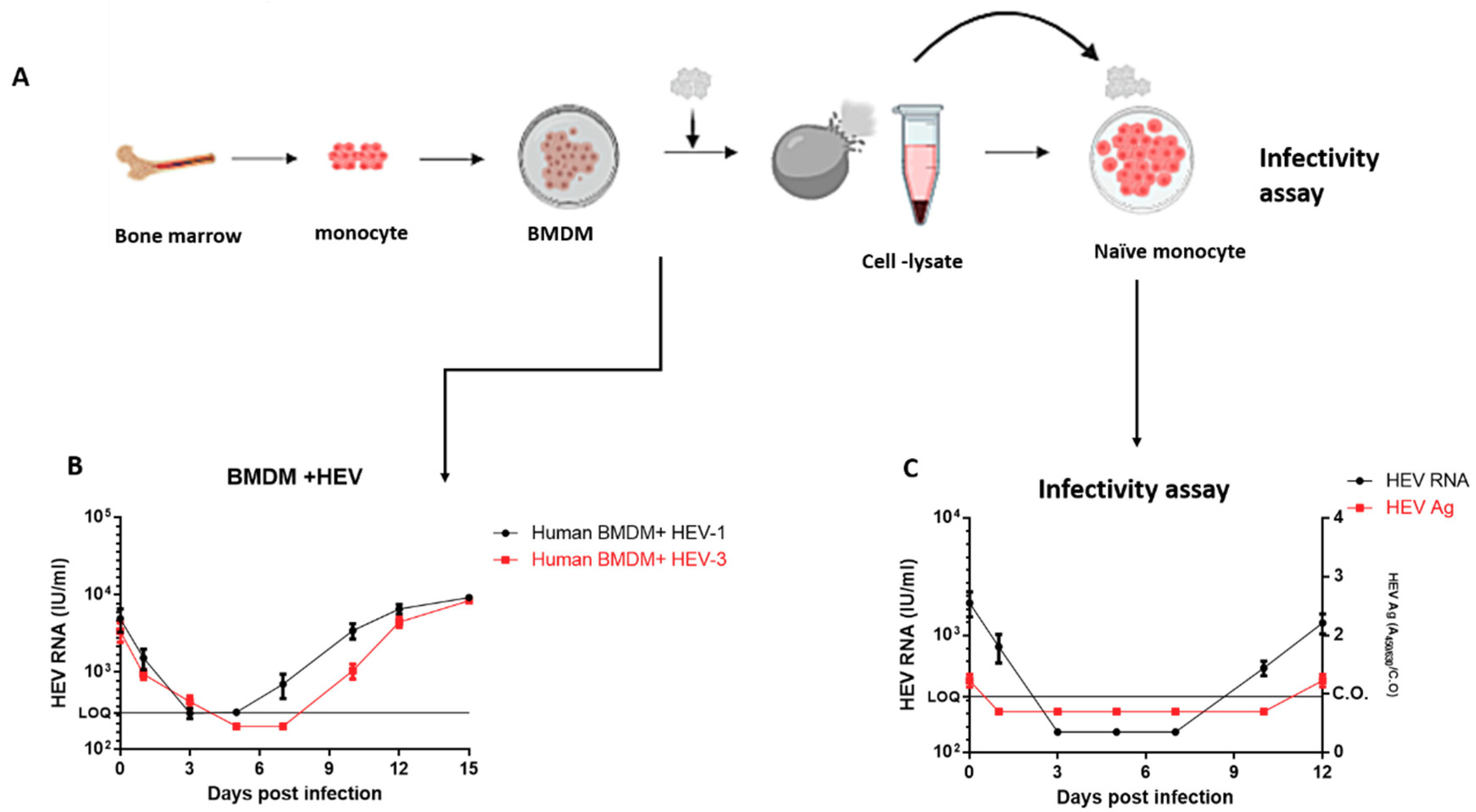 Vaccines 08 00239 g004