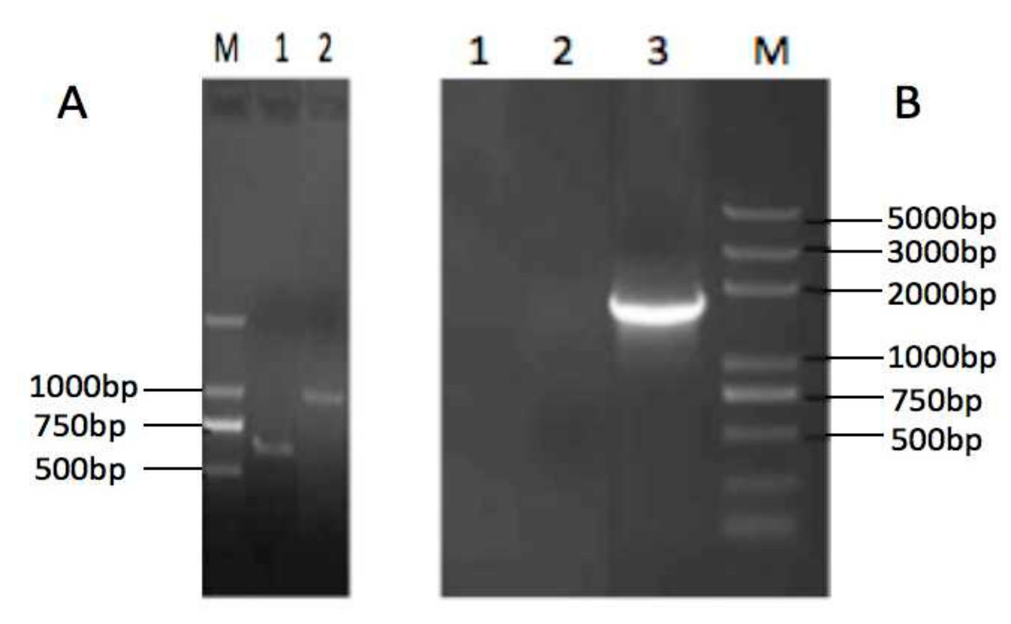 Vaccines 08 00250 g002