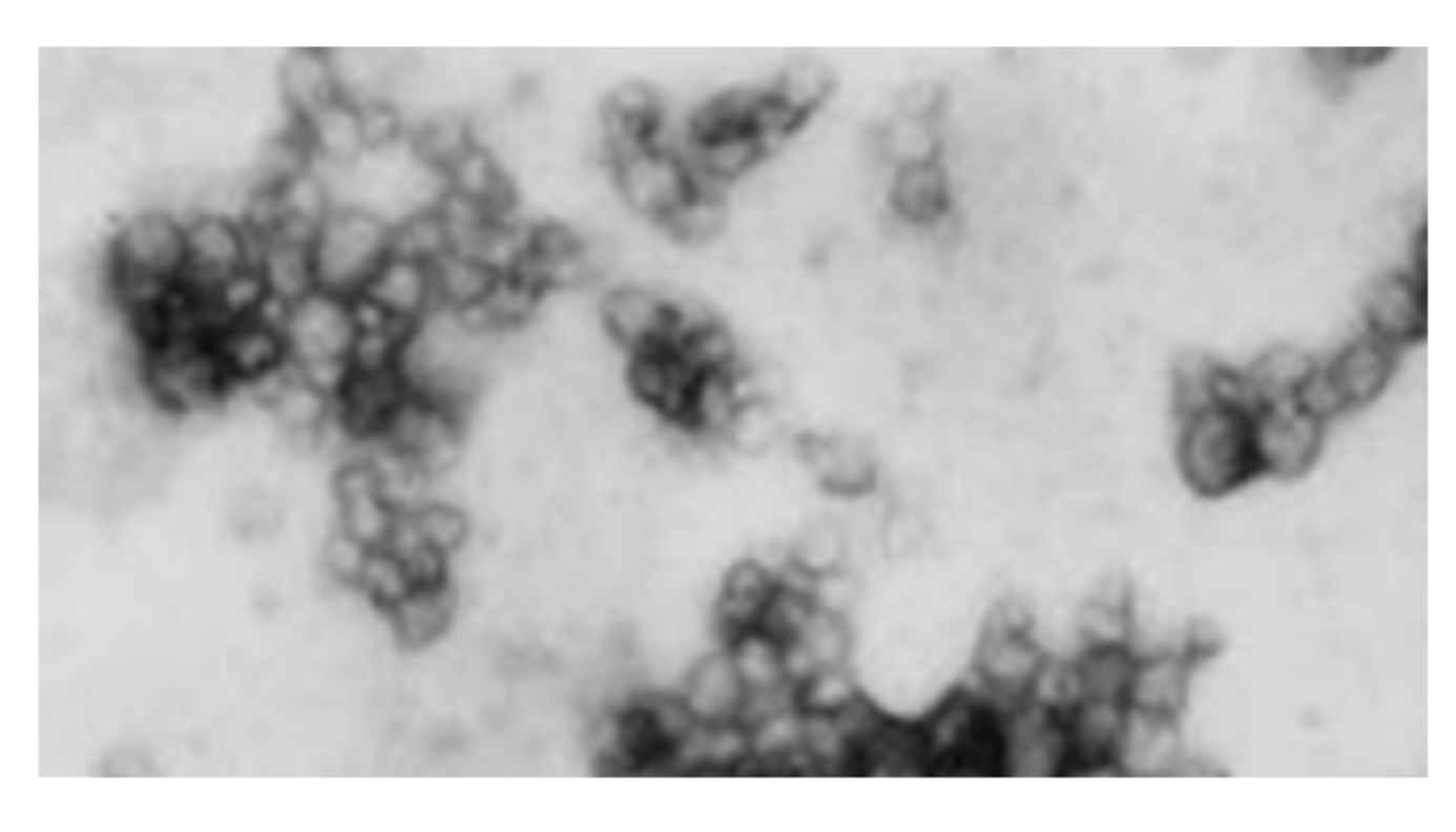 Vaccines 08 00250 g006