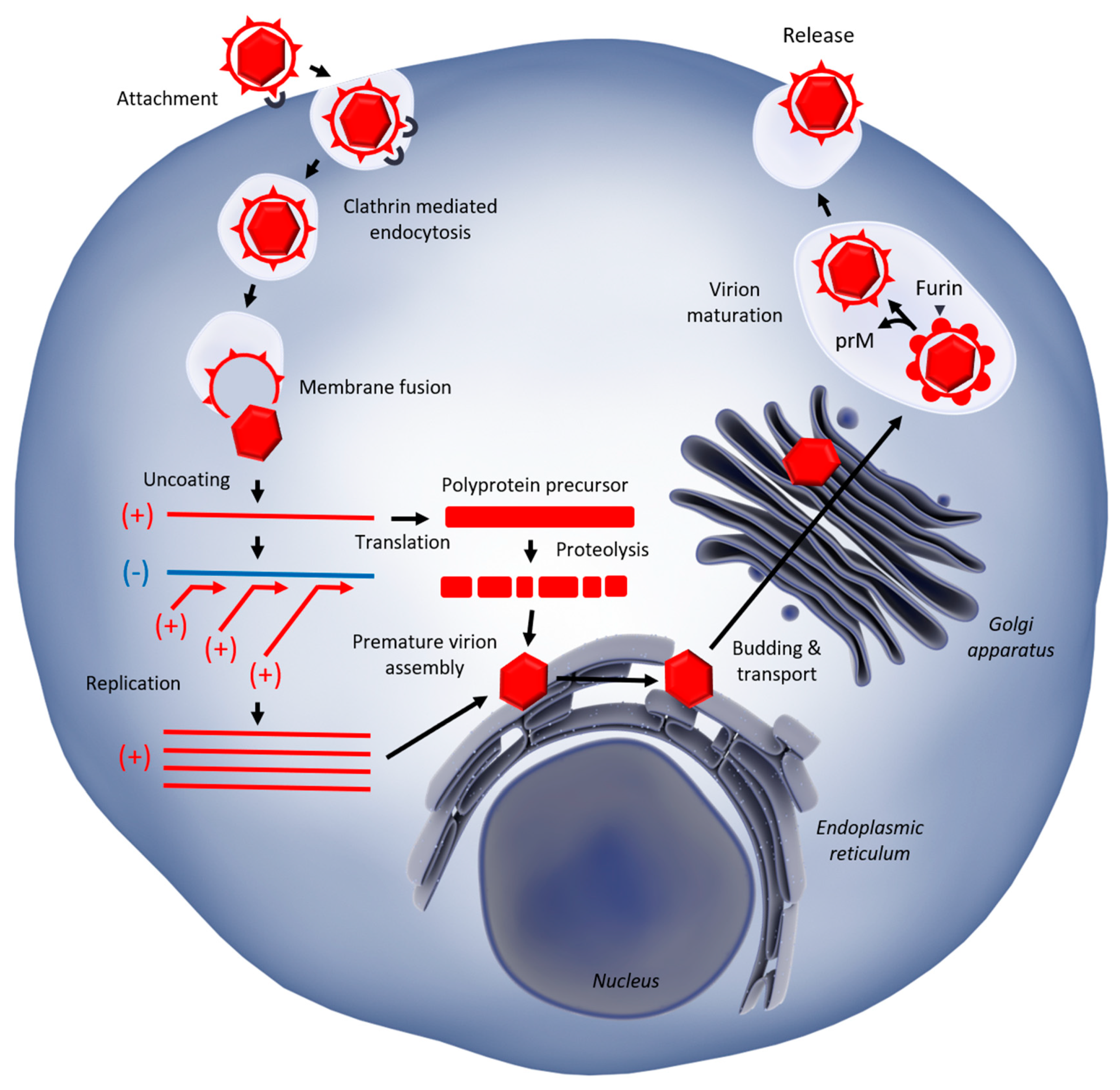 Vaccines 08 00256 g001