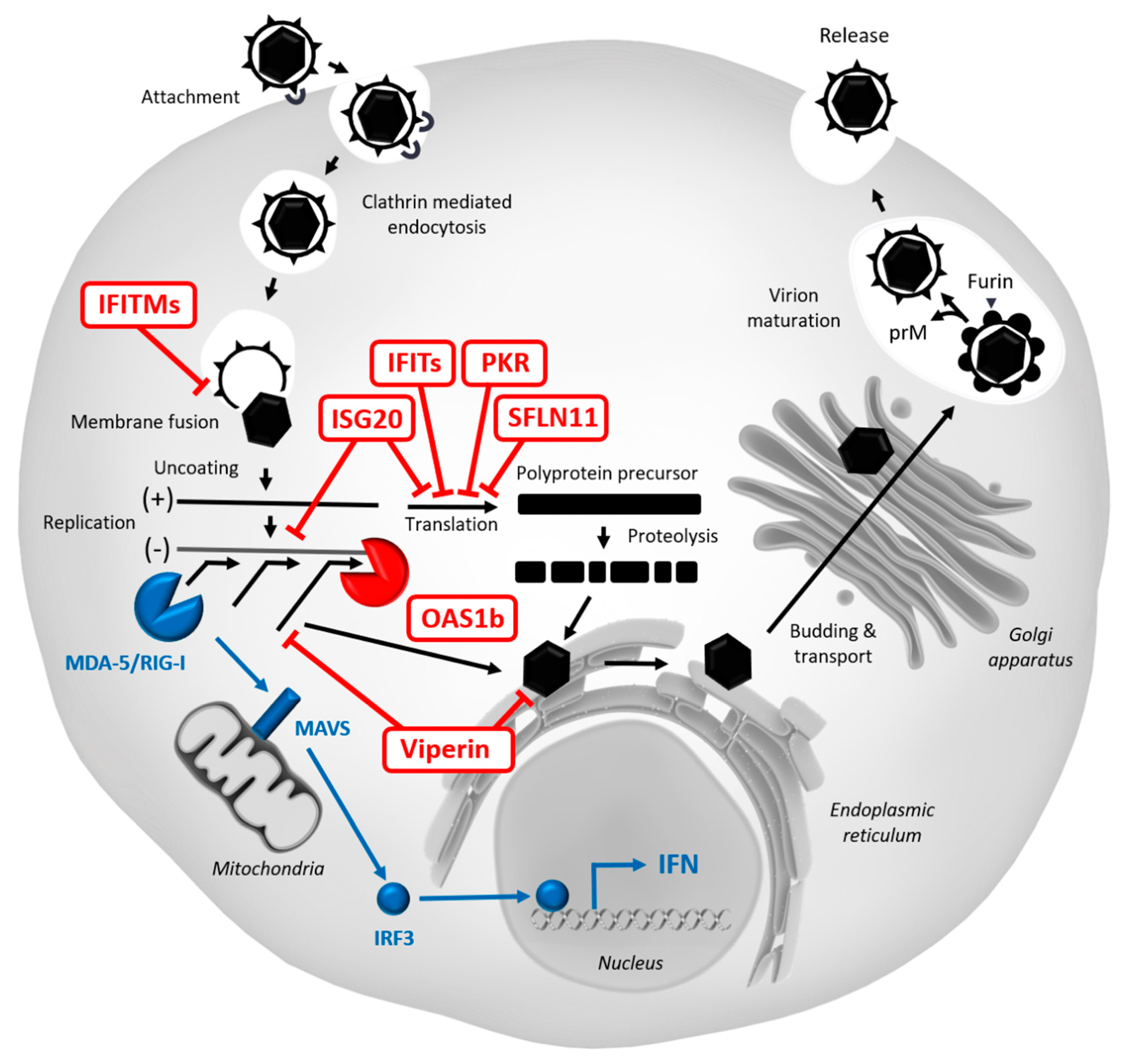 Vaccines 08 00256 g002