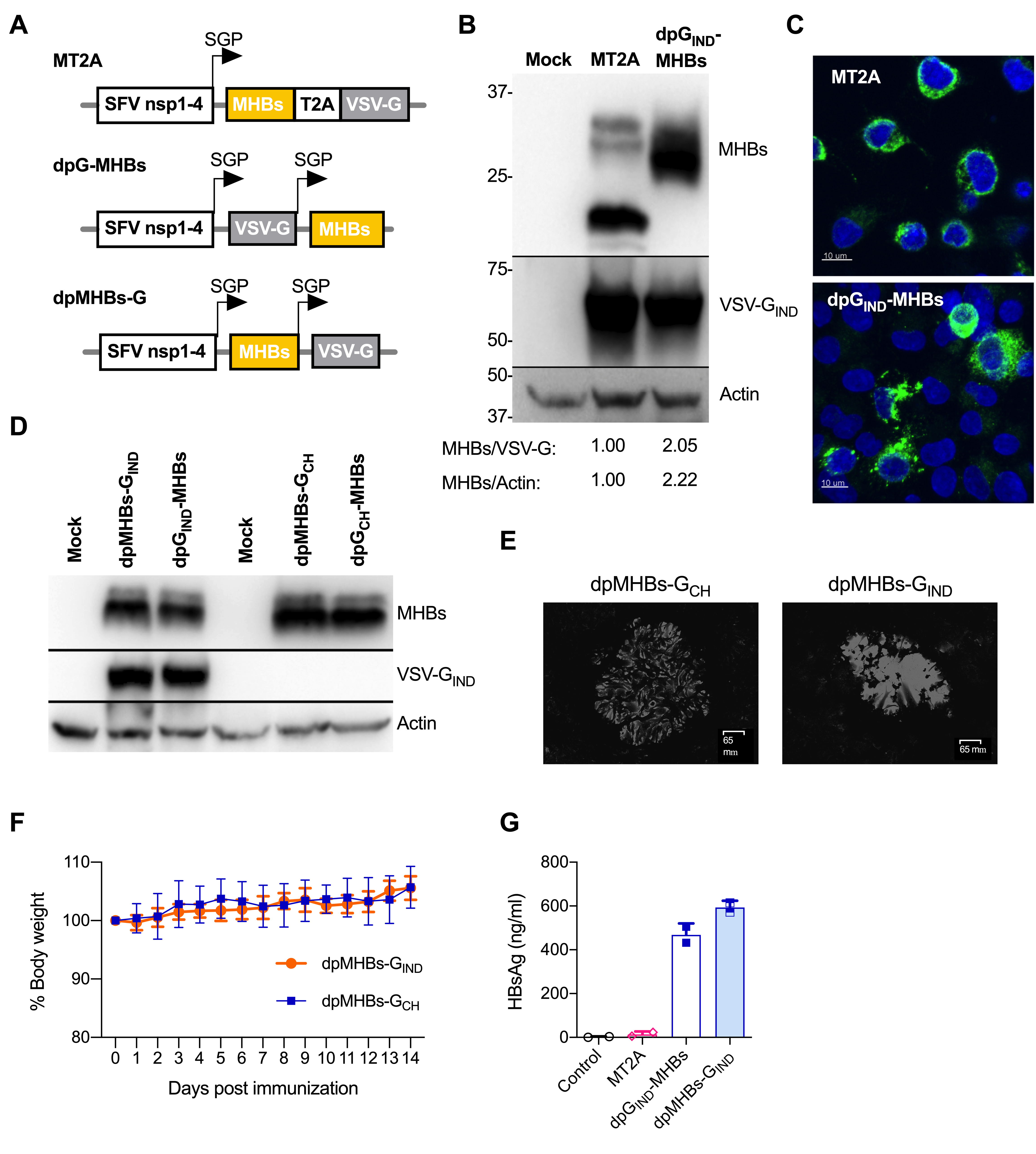 Vaccines 08 00279 g001