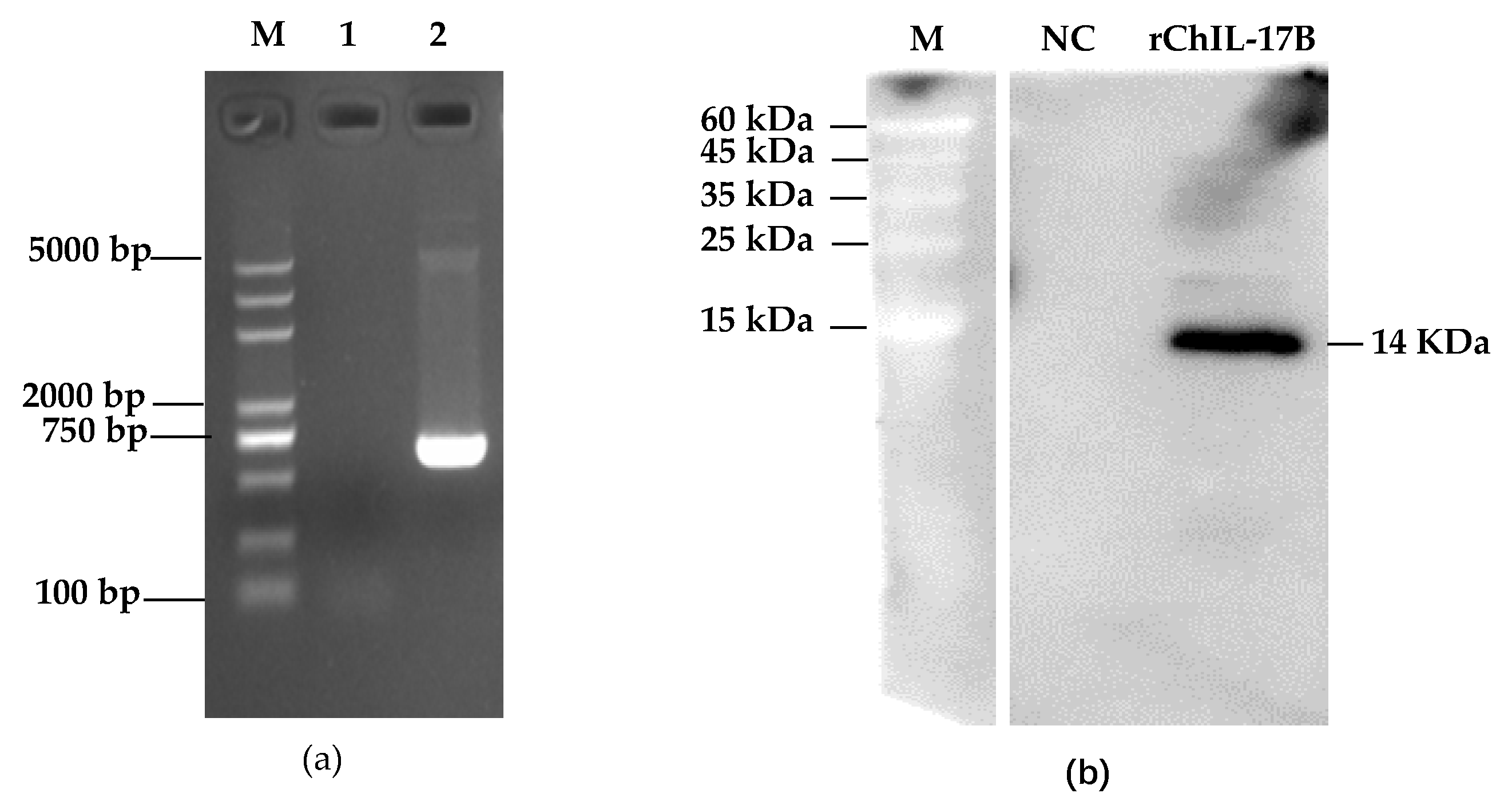 Vaccines 08 00282 g002