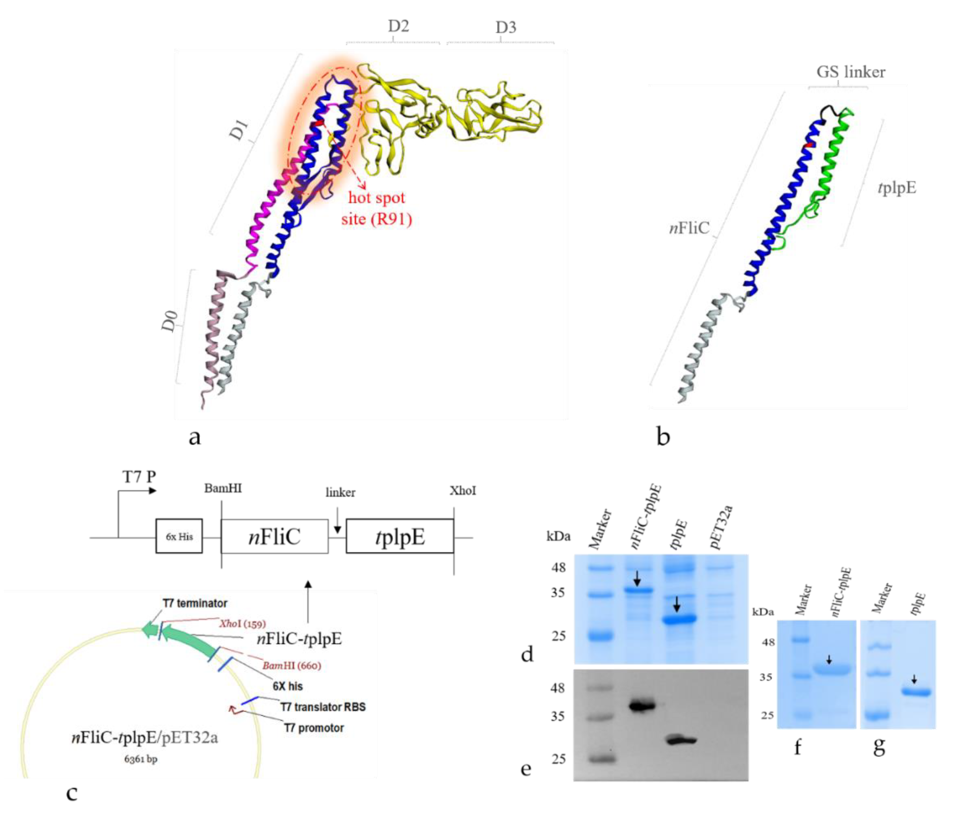 Vaccines 08 00283 g001