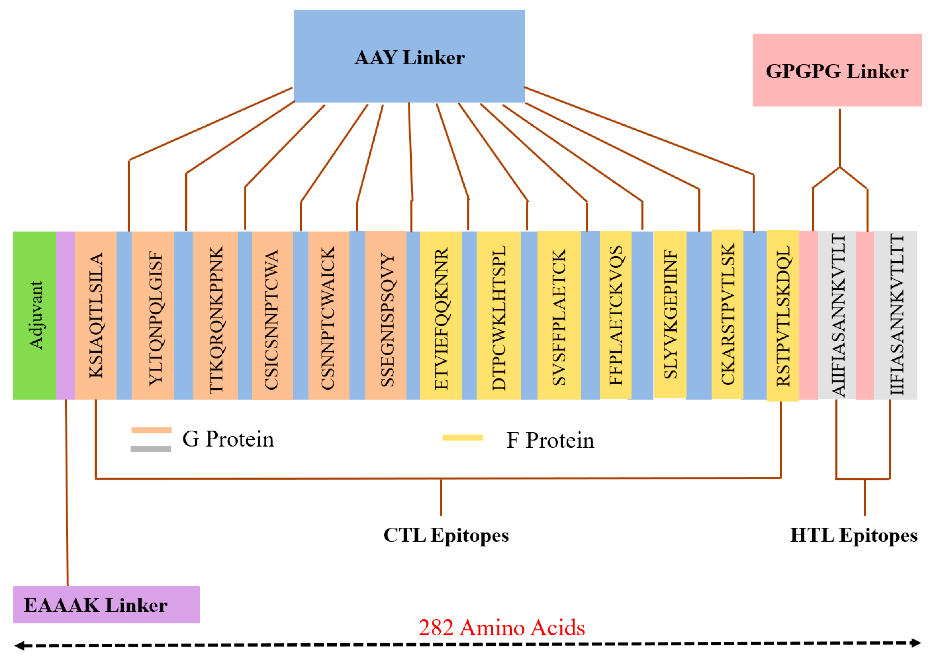 Vaccines 08 00288 g004