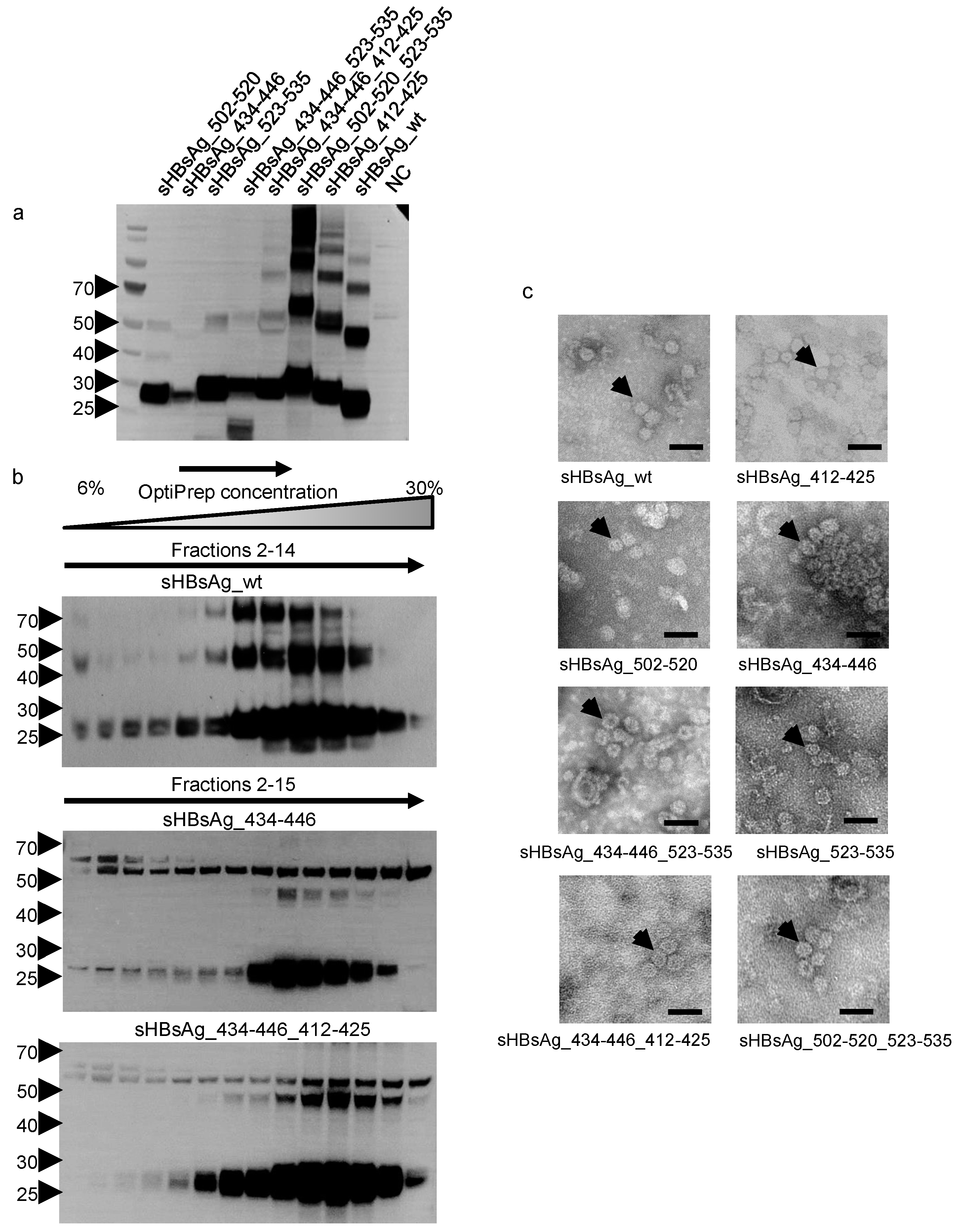 Vaccines 08 00294 g002
