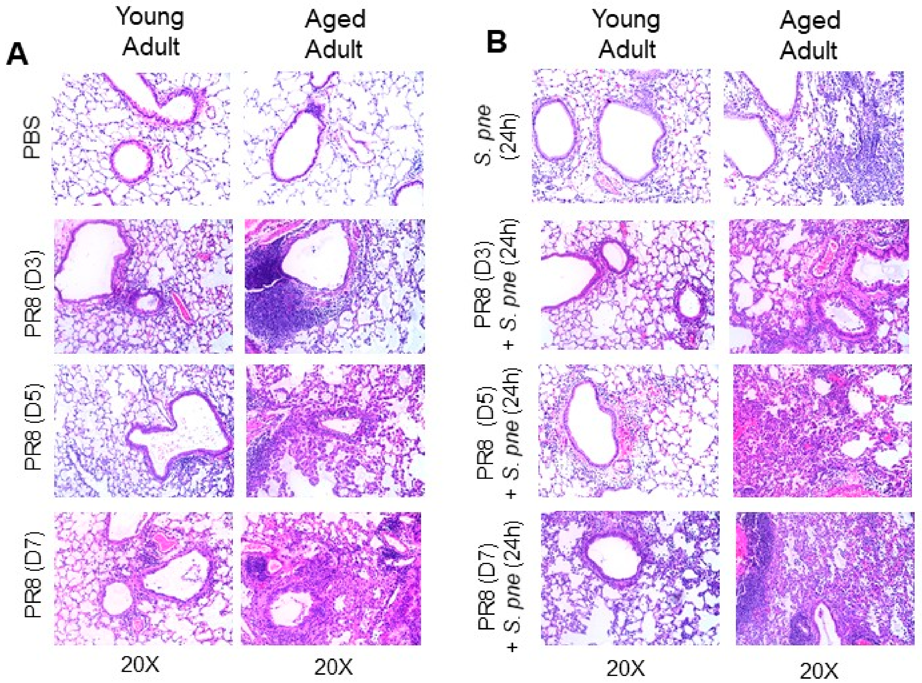Vaccines 08 00298 g002