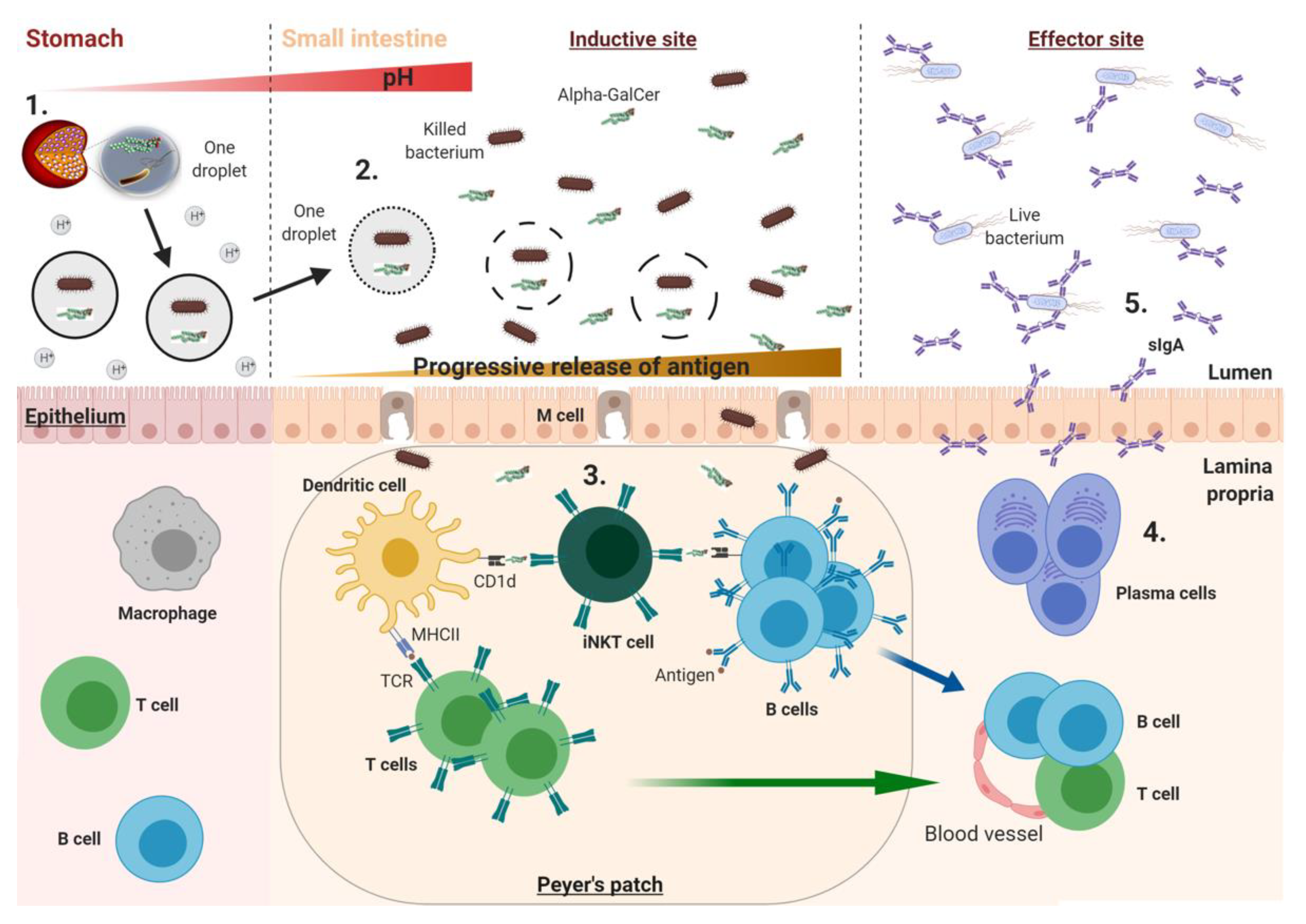 Vaccines 08 00304 g002