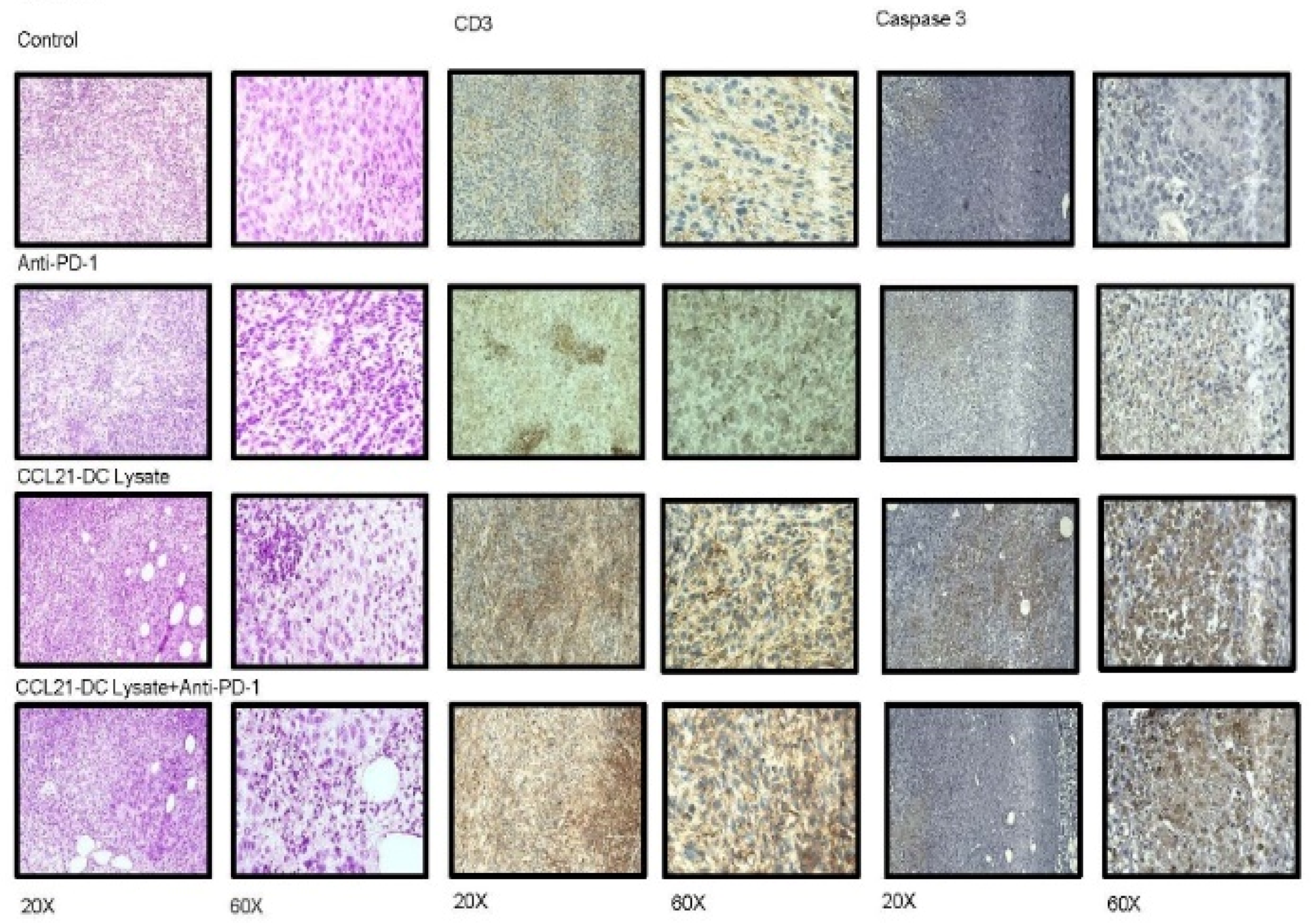 Vaccines 08 00317 g003a