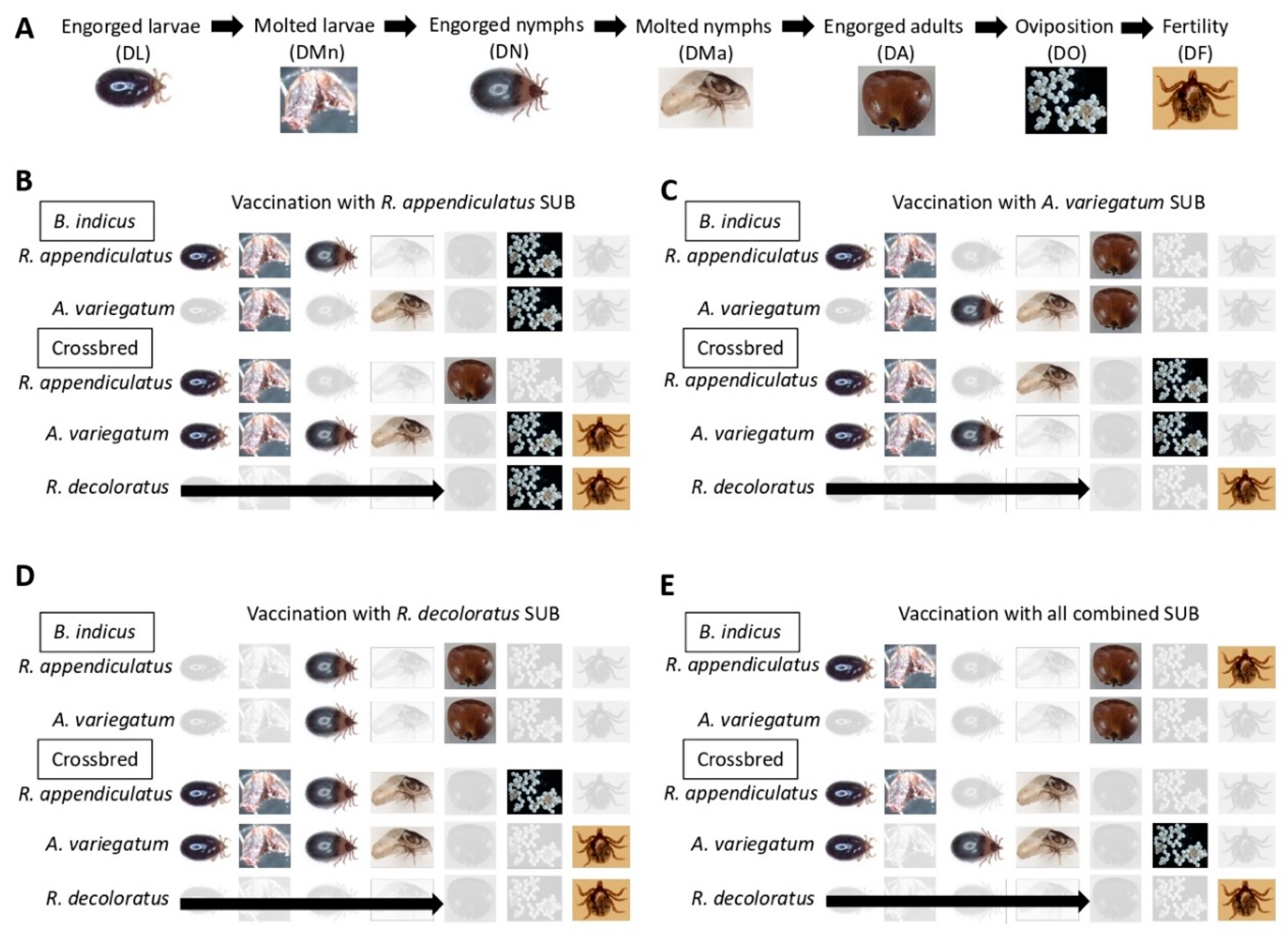 Vaccines 08 00319 g005