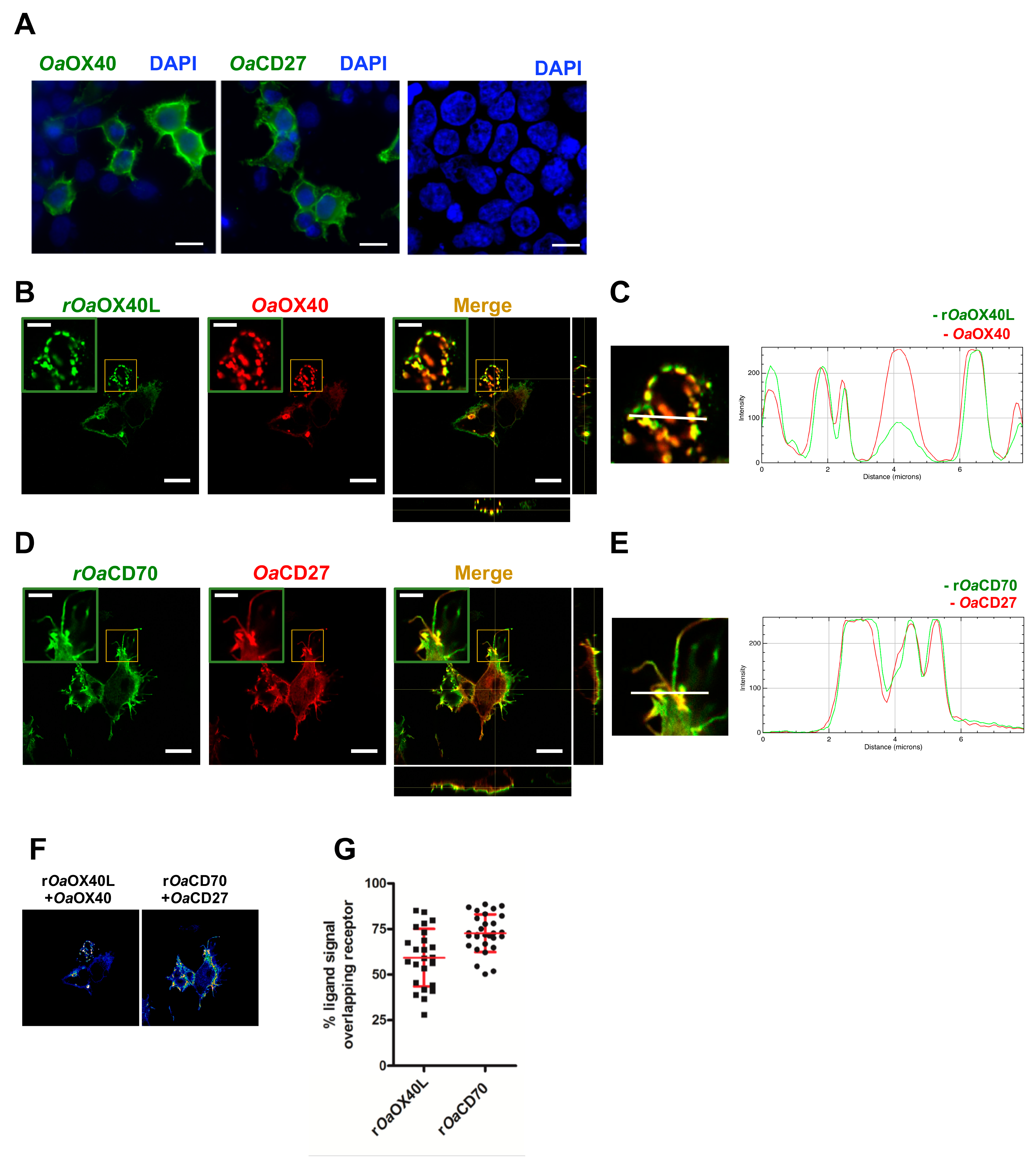 Vaccines 08 00333 g002 Vaccines 08 00333 g002