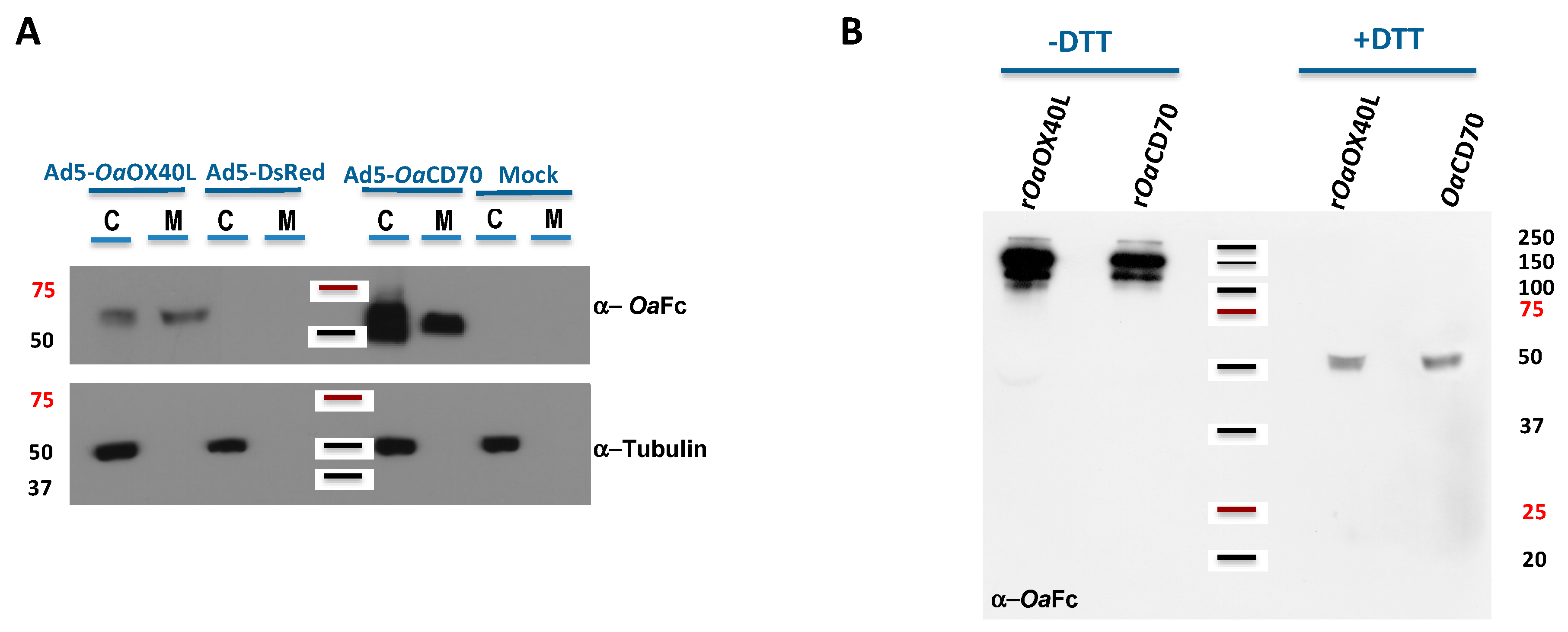 Vaccines 08 00333 g003 Vaccines 08 00333 g003
