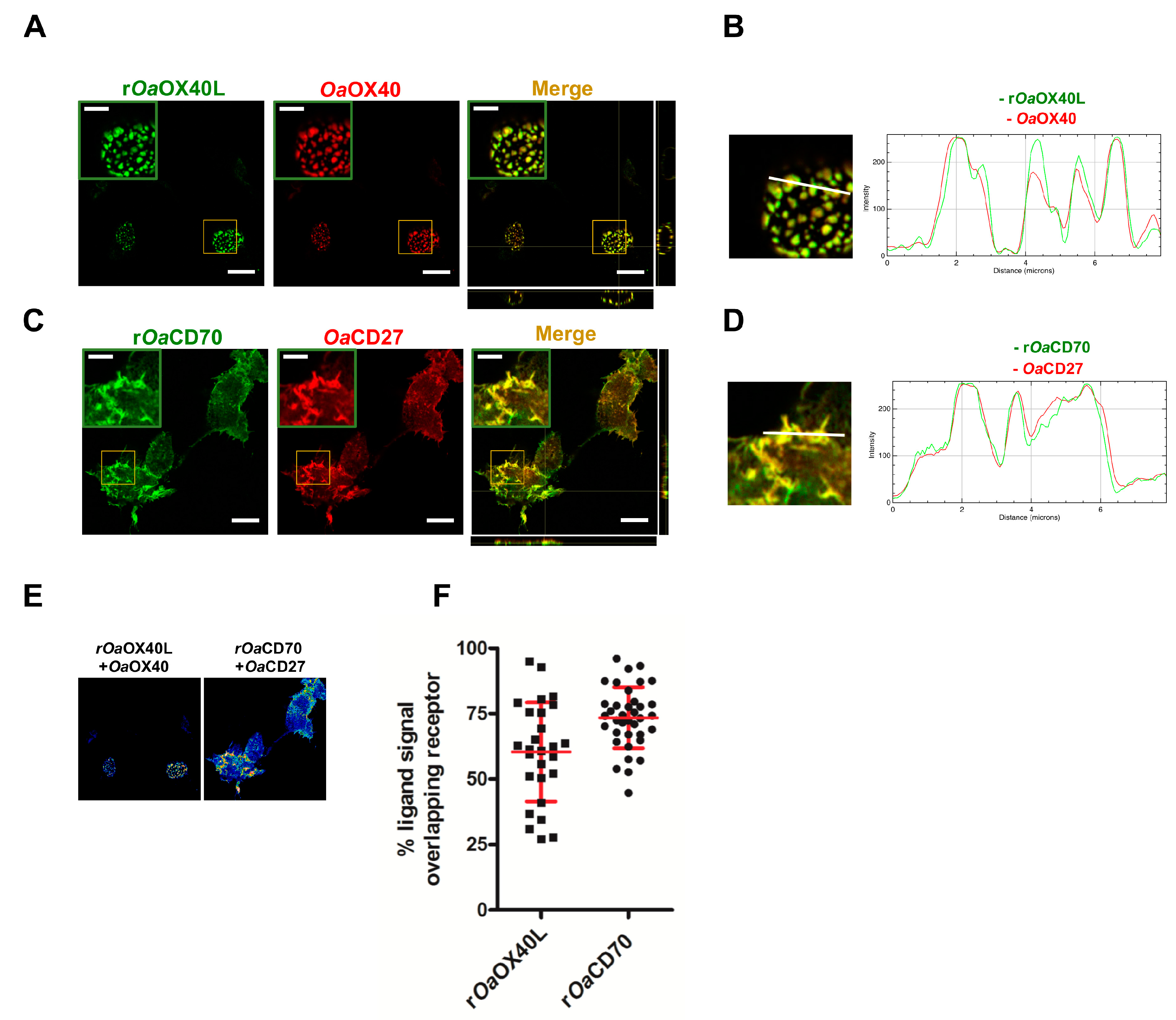 Vaccines 08 00333 g004 Vaccines 08 00333 g004