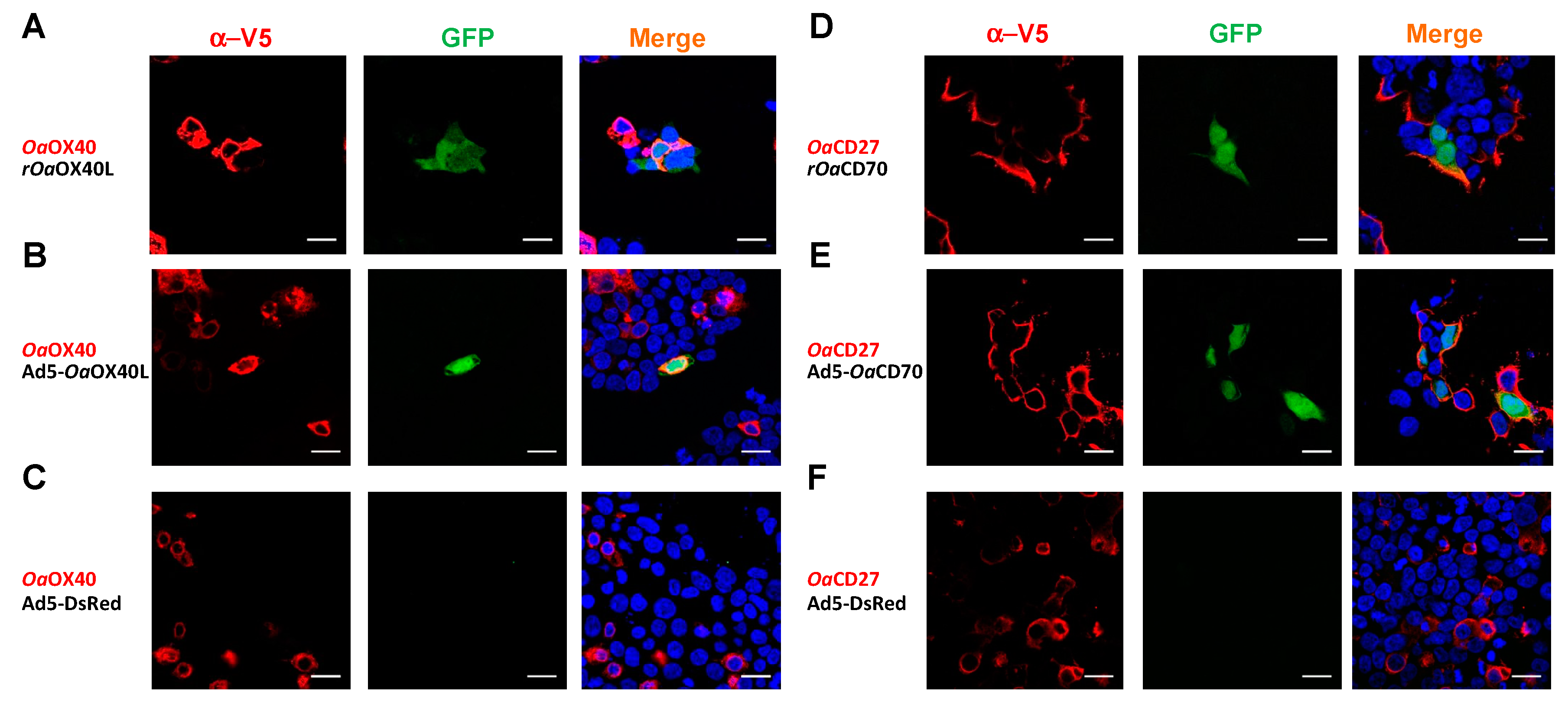 Vaccines 08 00333 g005 Vaccines 08 00333 g005