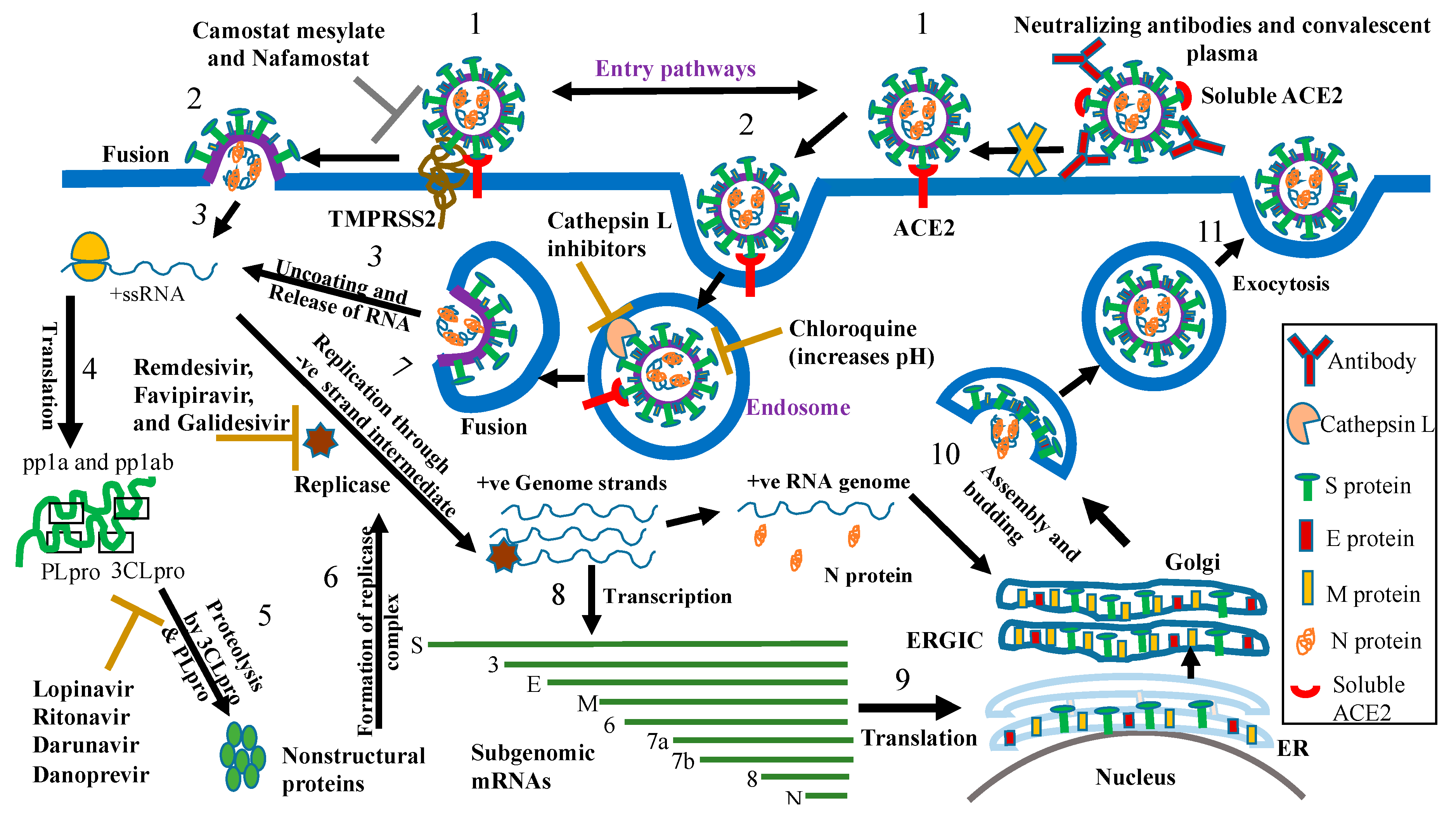 Vaccines 08 00335 g007