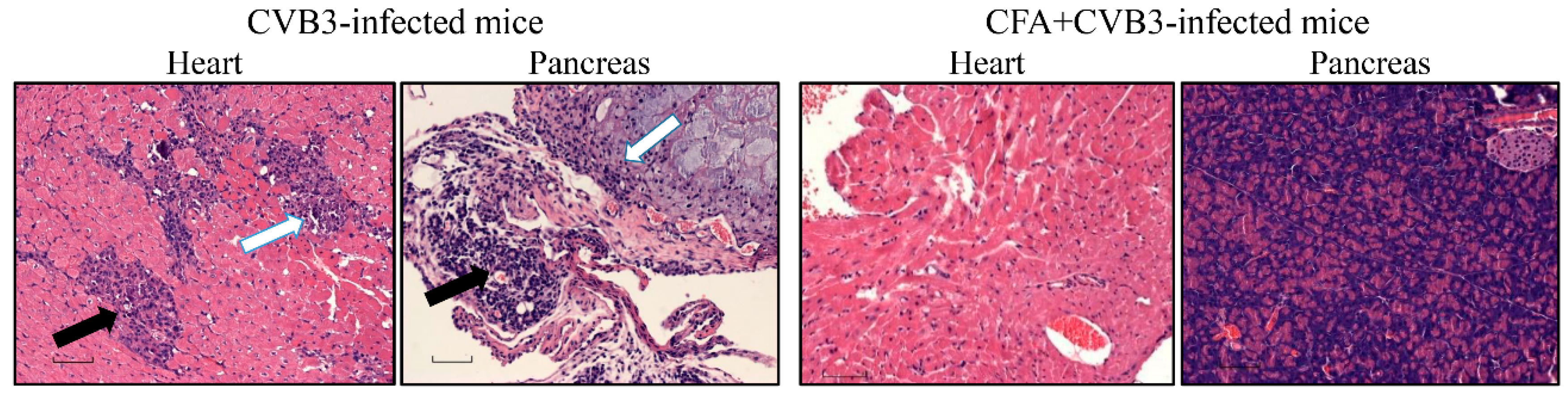 Vaccines 08 00364 g002