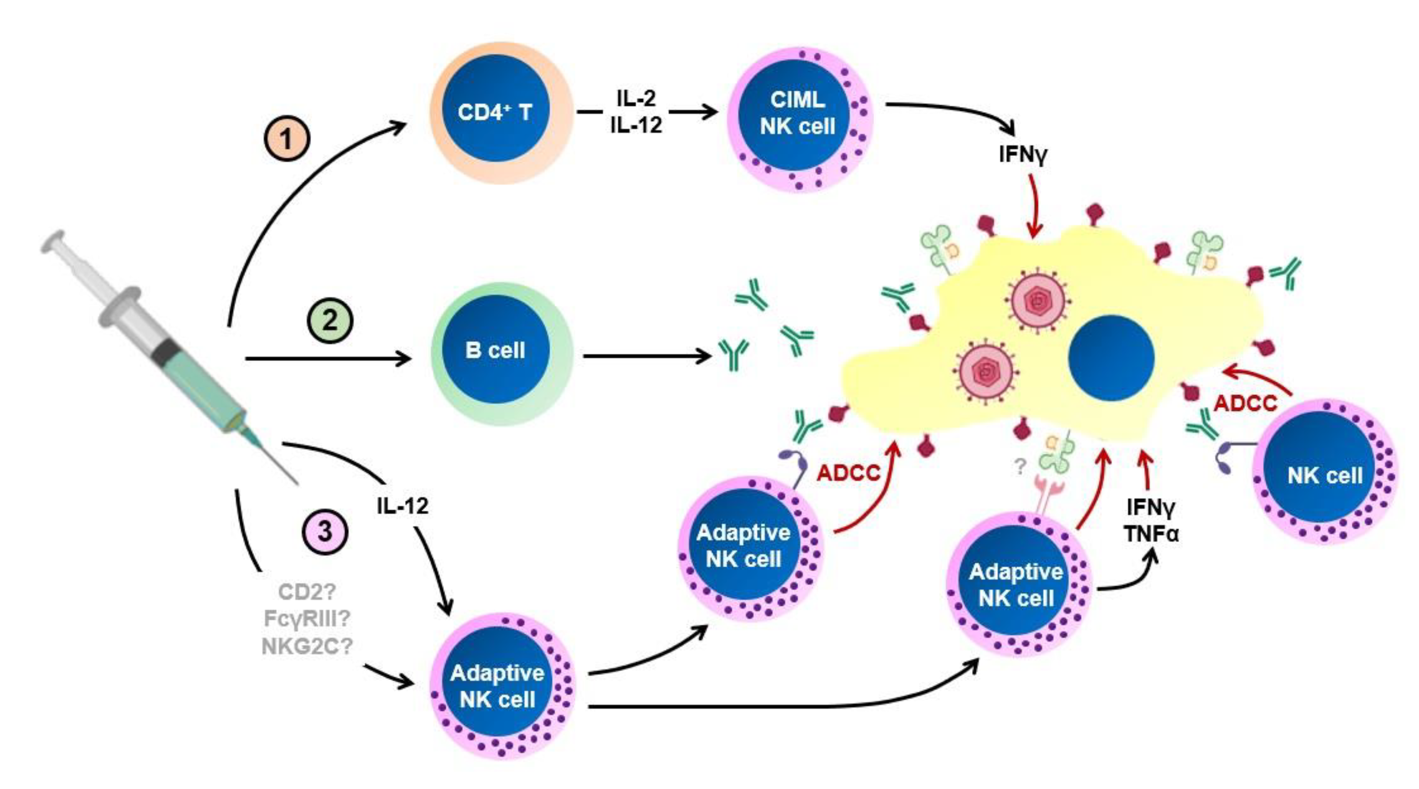 Vaccines 08 00394 g001